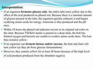 Interpretation:
 If an organism ferments glucose only, the entire tube turns yellow due to the

effect of the acid produced on phenol red. Because there is a minimal amount
of glucose present in the tube, the organism quickly exhausts it and begins
oxidizing amino acids for energy. Ammonia is thus produced and the pH
rises.
 Within 24 hours the phenol red indicator reverts to its original red color on
the slant. Because TSI/KIA media is poured as a deep slant, the butt has
limited oxygen and bacteria are unable to oxidize amino acids there. The butt
thus remains yellow.
 If an organism can ferment lactose and/or sucrose, the butt and slant will
turn yellow (as they do from glucose fermentation).
 However, they remain yellow for at least 48 hours because of the high level
of acid products produced from the abundant sugar(s).

 