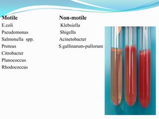 Motile

Non-motile

E.coli
Pseudomonas
Salmonella spp.
Proteus
Citrobacter
Planococcus
Rhodococcus

Klebsiella
Shigella
Acinetobacter
S.gallinarum-pullorum

 
