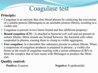 Coagulase test
Principle:
 Coagulase is an enzyme that clots blood plasma by catalyzing the conversion

of a soluble protein (fibrinogen) to an insoluble protein (fibrin), resulting in a
visible clot.
 Coagulase is present in two forms bound and free (different property)
 Bound coagulase (CF) : Is attached to bacterial cell wall and not present in
culture filtrate, fibrin strands are formed between the bacterial cells when
suspended in plasma, causing them to clump to visible aggregates.
 Free coagulase: Is a thrombin like substance present in culture filtrate. When
a suspension of coagulase producer is prepared in plasma , a visible clot
forms as the result of coagulase reacting with a serum substance (CRF) to
form the complex that in turn reacts with fibrinogen to produce the fibrin
clot.

Quality control:
Positive: S.aureus

Negative: S.epidermidis

 