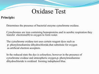 Oxidase Test
Principle:
Determines the presence of bacterial enzyme cytochrome oxidase.
Cytochromes are iron containing hemoproteins and in aerobic respiration they
transfer electrons(H) to oxygen to form water.

The cytochrome oxidase test uses certain reagent dyes such as
p- phenylenediamine dihydrochloride,that substitute for oxygen
as artificial electron acceptors.
In the reduced state the dye is colourless; however in the presence of
cytochrome oxidase and atmospheric oxygen,p- phenylenediamine
dihydrochloride is oxidized forming indophenol blue.

 