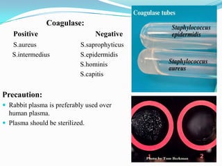 Coagulase:
Positive
S.aureus
S.intermedius

Negative
S.saprophyticus
S.epidermidis
S.hominis
S.capitis

Precaution:
 Rabbit plasma is preferably used over

human plasma.
 Plasma should be sterilized.

 