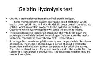 Gelatin Hydrolysis test
• Gelatin, a protein derived from the animal protein collagen.
• Some microorganisms possess an enzyme called gelatinase, which
breaks down gelatin into amino acids. Gelatin deeps contain the substrate
gelatin, which is a protein produced by the hydrolysis of collagen.
Organisms which hydrolyze gelatin will cause the gelatin to liquefy.
• The gelatin hydrolysis tests for an organism's ability to break down the
protein gelatin which is derived from collagen. Gelatin causes the media
to thicken, especially at cooler (below 28oC) temperatures.
• If the organism can release gelatinase enzymes the gelatin is broken down
or liquefied. The media is checked over a period of about a week after
inoculation and incubation at room temperature, for gelatinase activity.
The tube is placed on ice for a few minutes and if the media fails to
solidify it is considered a positive test. The gelatinase reaction may be
slow or incomplete
 
