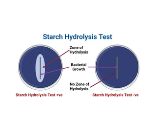 biochemical reactions converted (1).pptx