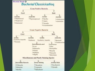 Biochemical Reactions In Bacteriology Pptx
