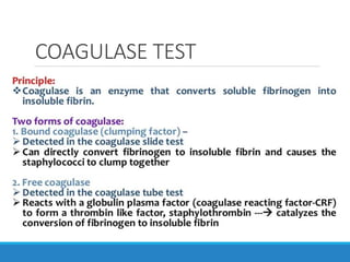 COAGULASE TEST
 