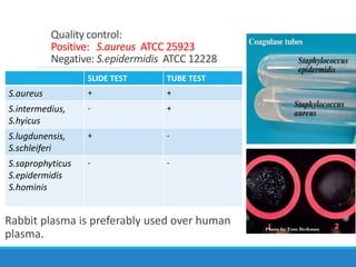 Quality control:
Positive: S.aureus ATCC 25923
Negative: S.epidermidis ATCC 12228
Rabbit plasma is preferably used over human
plasma.
SLIDE TEST TUBE TEST
S.aureus + +
S.intermedius,
S.hyicus
- +
S.lugdunensis,
S.schleiferi
+ -
S.saprophyticus
S.epidermidis
S.hominis
- -
 