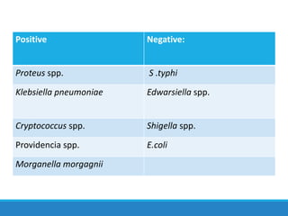 Positive Negative:
Proteus spp. S .typhi
Klebsiella pneumoniae Edwarsiella spp.
Cryptococcus spp. Shigella spp.
Providencia spp. E.coli
Morganella morgagnii
 