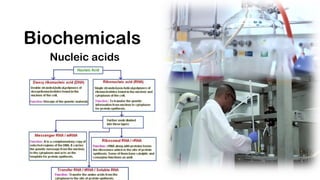 Biochemicals
Nucleic acids
 
