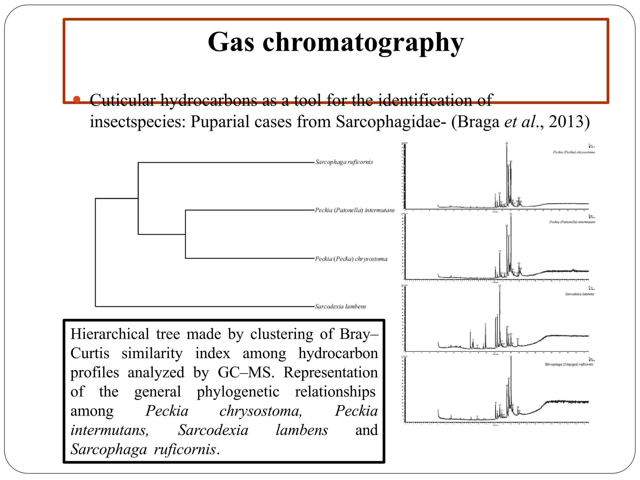 Gas chromatography
⚫ Cuticular hydrocarbons as a tool for the identification of
insectspecies: Puparial cases from Sarcophagidae- (Braga et al., 2013)
Hierarchical tree made by clustering of Bray–
Curtis similarity index among hydrocarbon
profiles analyzed by GC–MS. Representation
of the general phylogenetic relationships
Peckia
and
among Peckia chrysostoma,
intermutans, Sarcodexia lambens
Sarcophaga ruficornis.
 