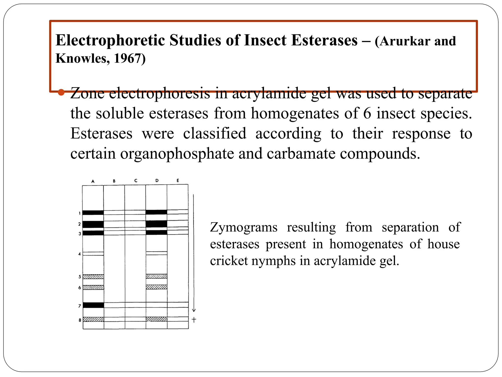 Electrophoretic Studies of Insect Esterases – (Arurkar and
Knowles, 1967)
⚫ Zone electrophoresis in acrylamide gel was used to separate
the soluble esterases from homogenates of 6 insect species.
Esterases were classified according to their response to
certain organophosphate and carbamate compounds.
Zymograms resulting from separation of
esterases present in homogenates of house
cricket nymphs in acrylamide gel.
 