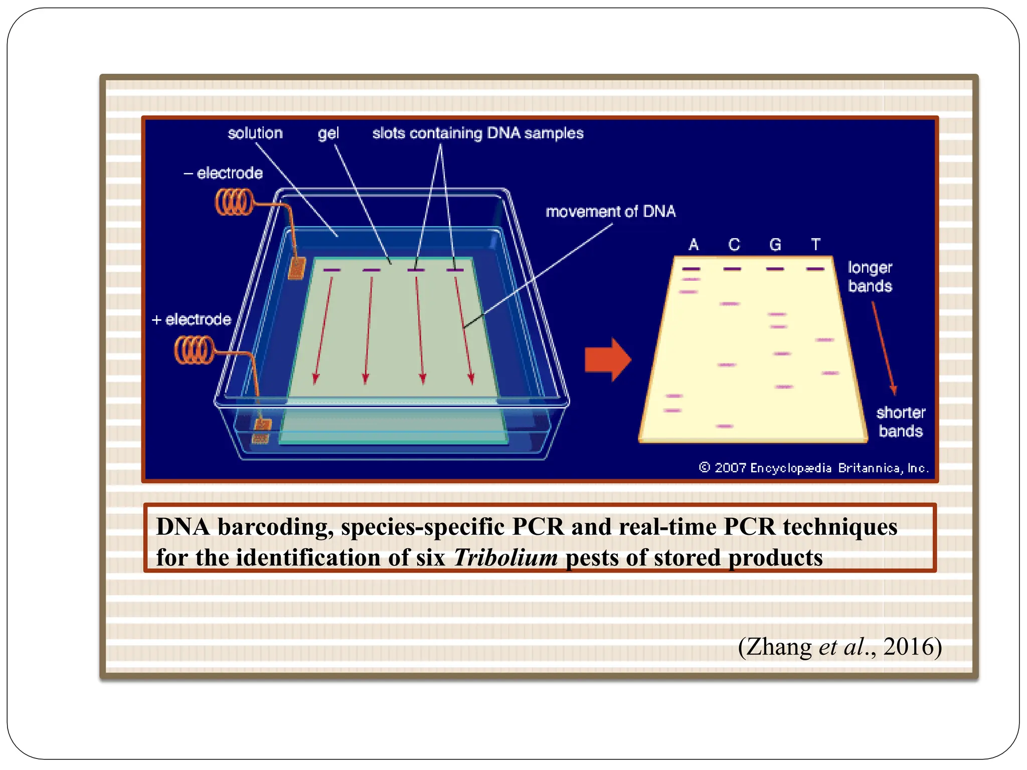 DNA barcoding, species-specific PCR and real-time PCR techniques
for the identification of six Tribolium pests of stored products
(Zhang et al., 2016)
 