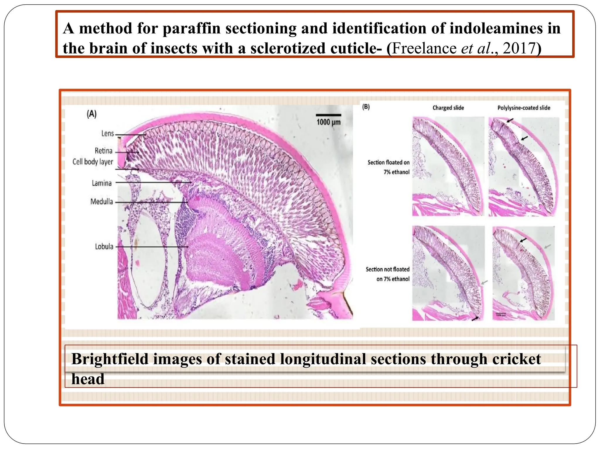 A method for paraffin sectioning and identification of indoleamines in
the brain of insects with a sclerotized cuticle- (Freelance et al., 2017)
Brightfield images of stained longitudinal sections through cricket
head
 