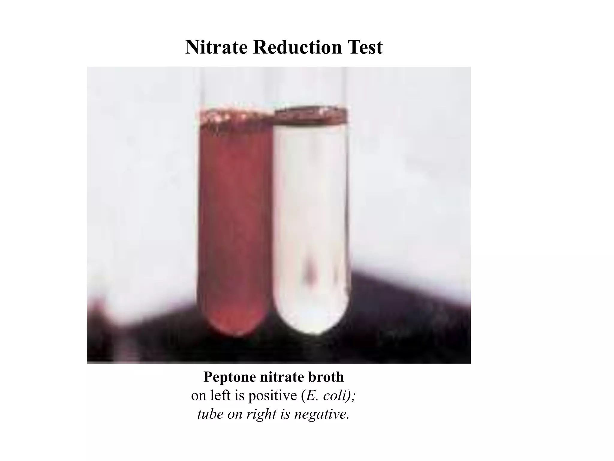 Nitrate Reduction Test




  Peptone nitrate broth
on left is positive (E. coli);
 tube on right is negative.
 