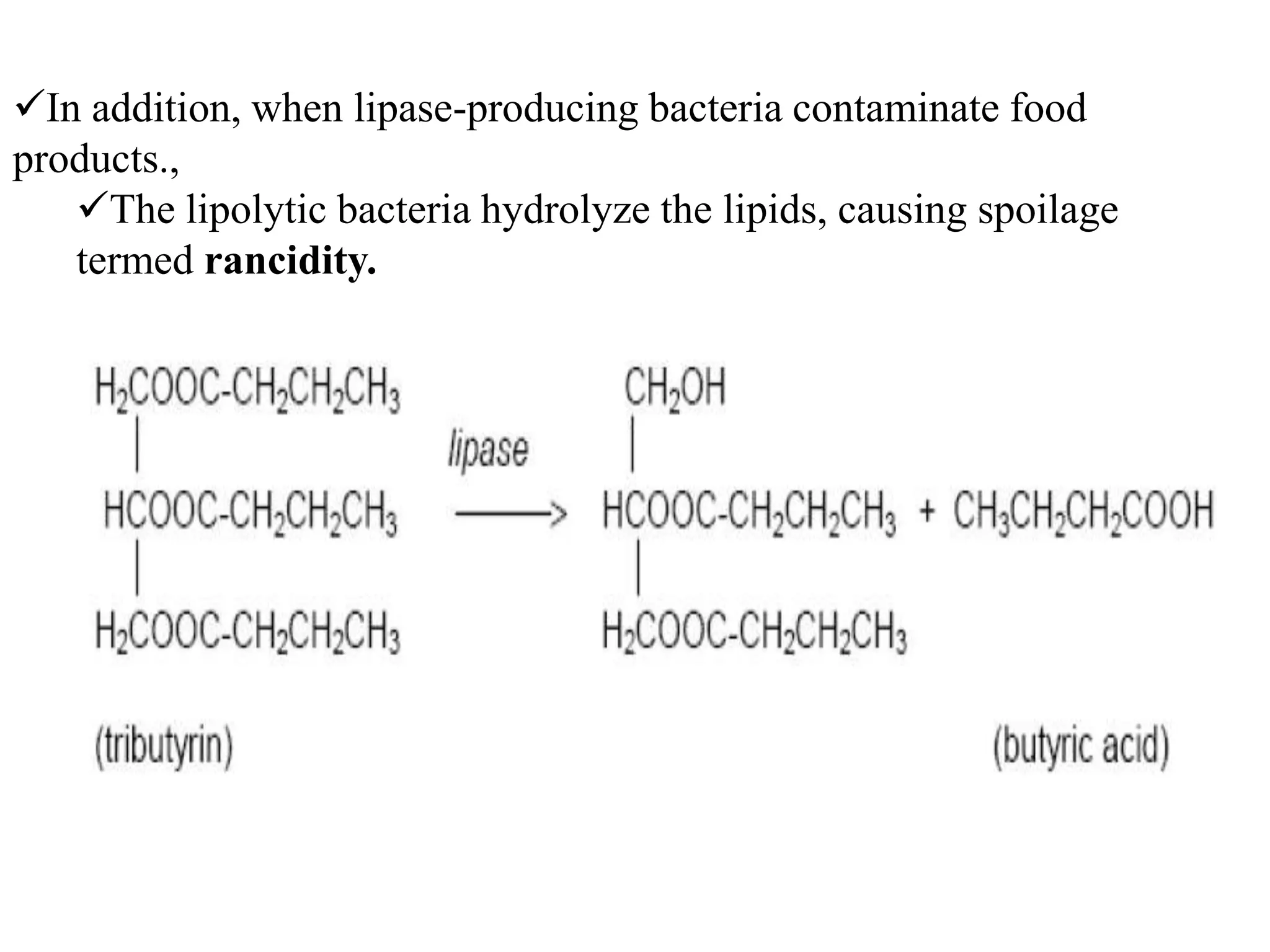 In addition, when lipase-producing bacteria contaminate food
products.,
   The lipolytic bacteria hydrolyze the lipids, causing spoilage
   termed rancidity.
 