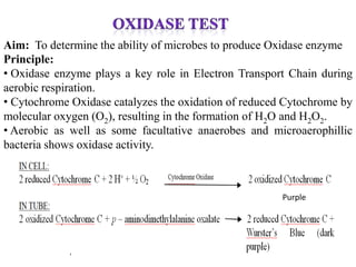 Aim: To determine the ability of microbes to produce Oxidase enzyme
Principle:
• Oxidase enzyme plays a key role in Electron Transport Chain during
aerobic respiration.
• Cytochrome Oxidase catalyzes the oxidation of reduced Cytochrome by
molecular oxygen (O2), resulting in the formation of H2O and H2O2.
• Aerobic as well as some facultative anaerobes and microaerophillic
bacteria shows oxidase activity.



                                                       Purple
 