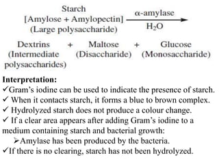 Interpretation:
Gram’s iodine can be used to indicate the presence of starch.
 When it contacts starch, it forms a blue to brown complex.
 Hydrolyzed starch does not produce a colour change.
 If a clear area appears after adding Gram’s iodine to a
medium containing starch and bacterial growth:
   Amylase has been produced by the bacteria.
If there is no clearing, starch has not been hydrolyzed.
 