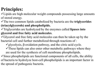 Principles:
Lipids are high molecular weight compounds possessing large amounts
of stored energy.
The two common lipids catabolized by bacteria are the triglycerides
(triacylglycerols) and phospholipids.
Triglycerides are hydrolyzed by the enzymes called lipases into
glycerol and free fatty acid molecules.
Glycerol and free fatty acid molecules can then be taken up by the
bacterial cell and further metabolized through reactions of :
    glycolysis, β-oxidation pathway, and the citric acid cycle.
    These lipids can also enter other metabolic pathways where they
    are used for the synthesis of cell membrane phospholipids.
Since phospholipids are functional components of all cells, the ability
of bacteria to hydrolyze host-cell phospholipids is an important factor in
the spread of pathogenic bacteria.
 