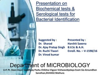 Department of MICROBIOLOGY
U.P. Pt. Deen Dayal Upadhyay Pashu Chikitsa Vigyan Vishwavidyalaya Evam Go-Ansundhan
Sansthan,DUVASU Mathura
Presentation on
Biochemical tests &
Serological tests for
Bacterial Identification
Suggested by :
Dr. Sharad
Dr. Ajay Pratap Singh
Dr. Ruchi Tiwari
Dr. Vinod kumar
Presented by :
Harshit Saxena
B.V.Sc & A.H.
Enroll. No. – V-1598/16
 