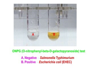 Biochemical tests for identification of bacteria | PPT