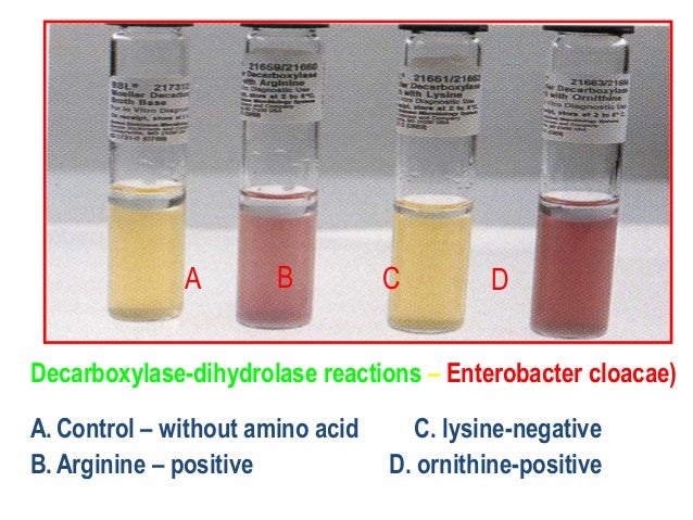 Biochemical tests for identification of bacteria
