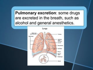 Pulmonary excretion: some drugs
are excreted in the breath, such as
alcohol and general anesthetics.
 