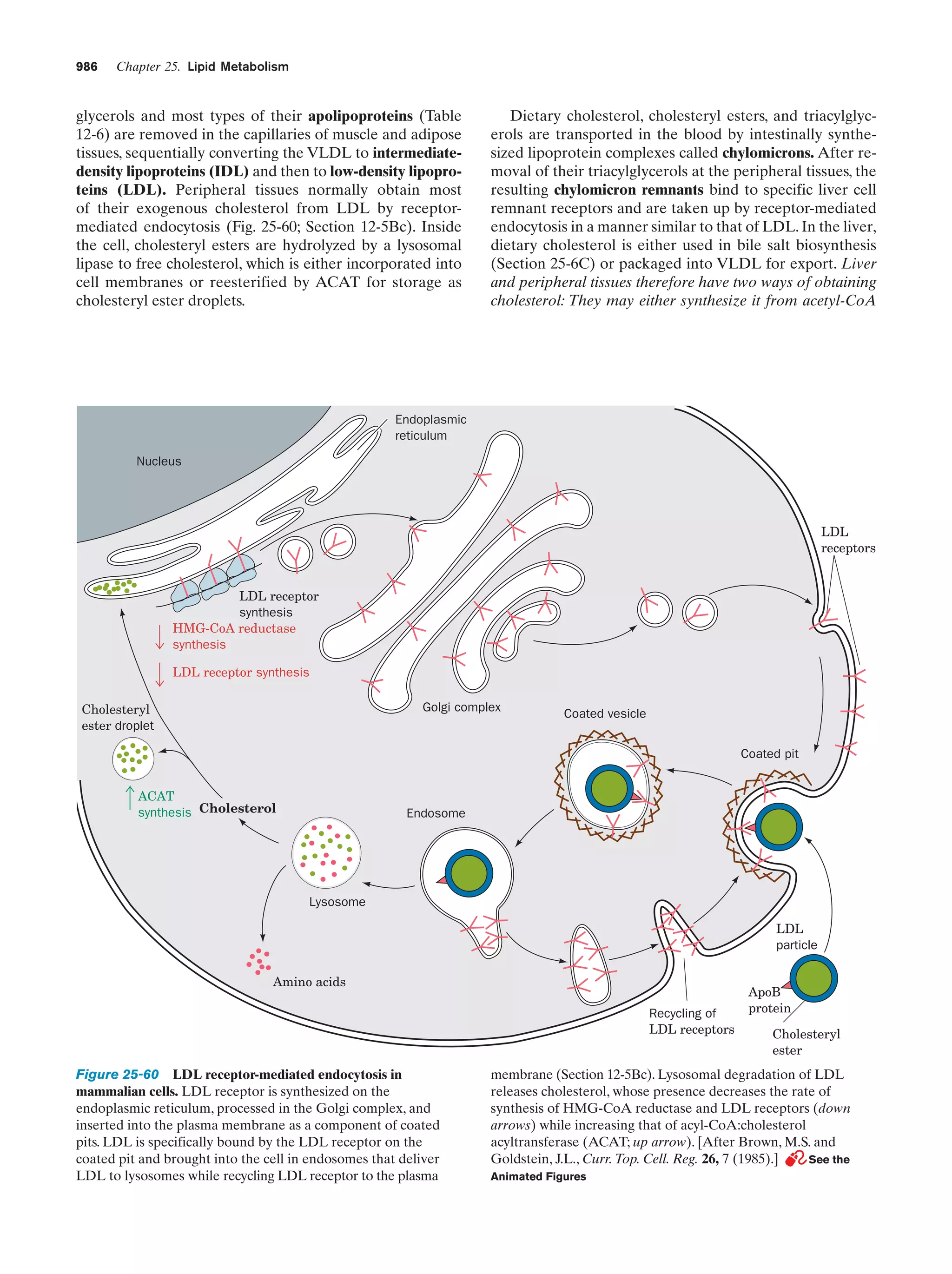 Biochemistry.4th.edition