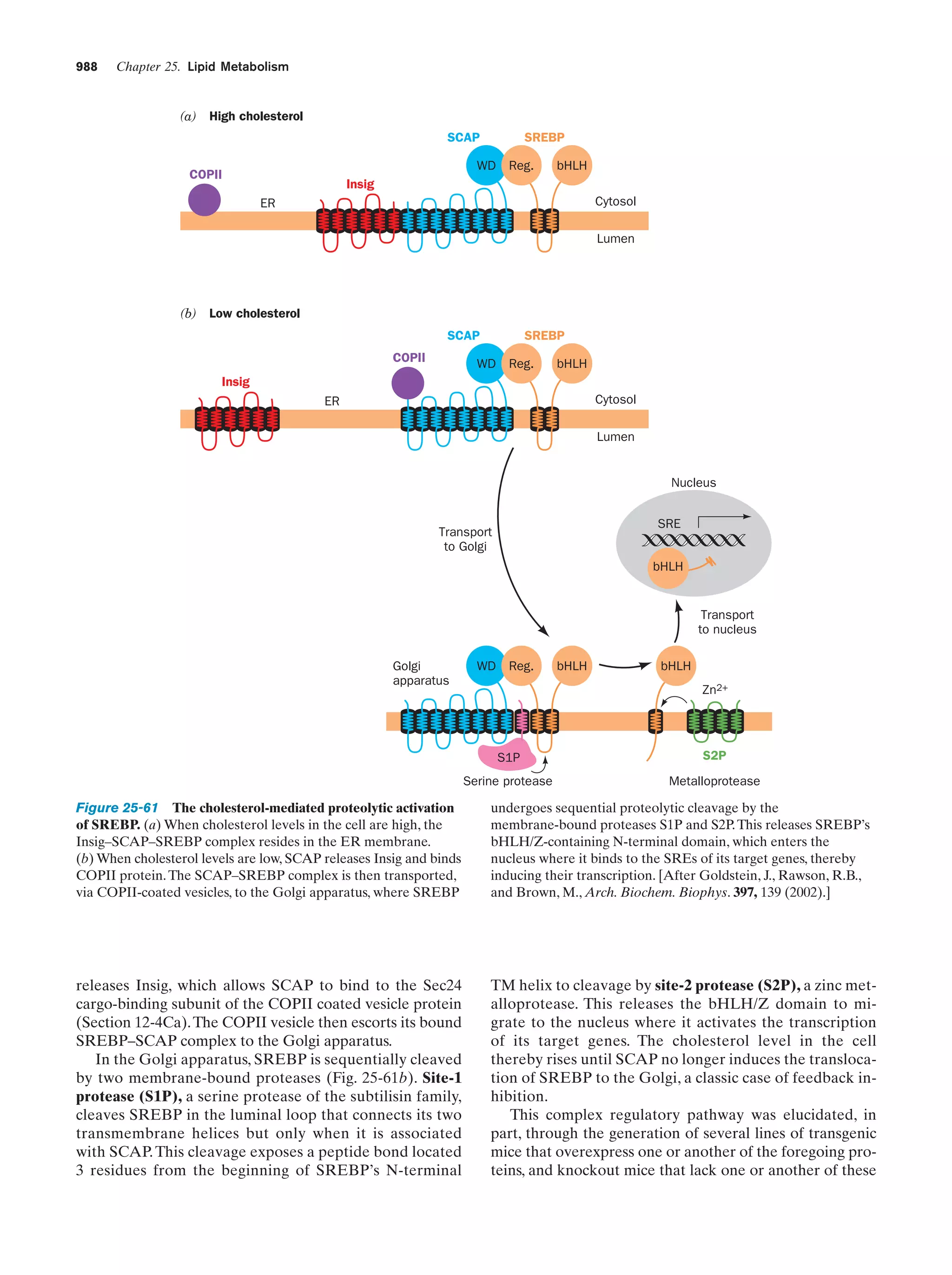 Biochemistry.4th.edition