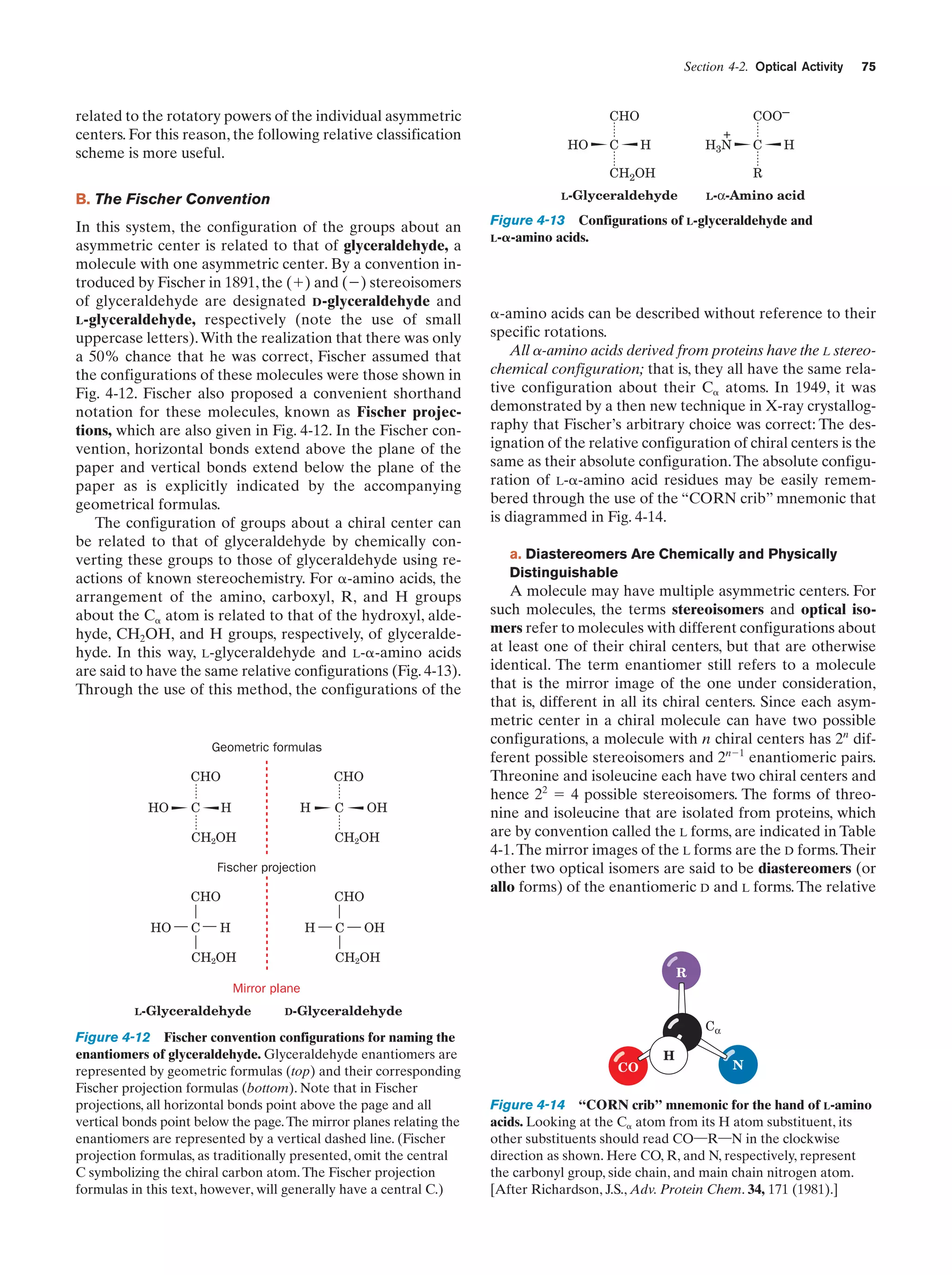 Section 4-2. Optical Activity

related to the rotatory powers of the individual asymmetric
centers. For this reason, the following relative classification
scheme is more useful.

COO–

CHO
HO

C

+
H3N

H

C

L-Glyceraldehyde

In this system, the configuration of the groups about an
asymmetric center is related to that of glyceraldehyde, a
molecule with one asymmetric center. By a convention introduced by Fischer in 1891, the (ϩ) and (Ϫ) stereoisomers
of glyceraldehyde are designated D-glyceraldehyde and
L-glyceraldehyde, respectively (note the use of small
uppercase letters). With the realization that there was only
a 50% chance that he was correct, Fischer assumed that
the configurations of these molecules were those shown in
Fig. 4-12. Fischer also proposed a convenient shorthand
notation for these molecules, known as Fischer projections, which are also given in Fig. 4-12. In the Fischer convention, horizontal bonds extend above the plane of the
paper and vertical bonds extend below the plane of the
paper as is explicitly indicated by the accompanying
geometrical formulas.
The configuration of groups about a chiral center can
be related to that of glyceraldehyde by chemically converting these groups to those of glyceraldehyde using reactions of known stereochemistry. For ␣-amino acids, the
arrangement of the amino, carboxyl, R, and H groups
about the C␣ atom is related to that of the hydroxyl, aldehyde, CH2OH, and H groups, respectively, of glyceraldehyde. In this way, L-glyceraldehyde and L-␣-amino acids
are said to have the same relative configurations (Fig. 4-13).
Through the use of this method, the configurations of the

Geometric formulas
CHO

CHO
HO

C

H

H

CH2OH

OH

C

CH2OH

Fischer projection
CHO

CHO
HO

C

H

H

CH2OH

C

H

R

CH2OH

B. The Fischer Convention

75

L-α-Amino

acid

Figure 4-13 Configurations of L-glyceraldehyde and
L-␣-amino acids.

␣-amino acids can be described without reference to their
specific rotations.
All a-amino acids derived from proteins have the L stereochemical configuration; that is, they all have the same relative configuration about their C␣ atoms. In 1949, it was
demonstrated by a then new technique in X-ray crystallography that Fischer’s arbitrary choice was correct: The designation of the relative configuration of chiral centers is the
same as their absolute configuration. The absolute configuration of L-␣-amino acid residues may be easily remembered through the use of the “CORN crib” mnemonic that
is diagrammed in Fig. 4-14.
a. Diastereomers Are Chemically and Physically
Distinguishable

A molecule may have multiple asymmetric centers. For
such molecules, the terms stereoisomers and optical isomers refer to molecules with different configurations about
at least one of their chiral centers, but that are otherwise
identical. The term enantiomer still refers to a molecule
that is the mirror image of the one under consideration,
that is, different in all its chiral centers. Since each asymmetric center in a chiral molecule can have two possible
configurations, a molecule with n chiral centers has 2n different possible stereoisomers and 2nϪ1 enantiomeric pairs.
Threonine and isoleucine each have two chiral centers and
hence 22 ϭ 4 possible stereoisomers. The forms of threonine and isoleucine that are isolated from proteins, which
are by convention called the L forms, are indicated in Table
4-1. The mirror images of the L forms are the D forms. Their
other two optical isomers are said to be diastereomers (or
allo forms) of the enantiomeric D and L forms. The relative

OH

CH2OH

R
Mirror plane
L-Glyceraldehyde

D-Glyceraldehyde

Figure 4-12 Fischer convention configurations for naming the
enantiomers of glyceraldehyde. Glyceraldehyde enantiomers are
represented by geometric formulas (top) and their corresponding
Fischer projection formulas (bottom). Note that in Fischer
projections, all horizontal bonds point above the page and all
vertical bonds point below the page. The mirror planes relating the
enantiomers are represented by a vertical dashed line. (Fischer
projection formulas, as traditionally presented, omit the central
C symbolizing the chiral carbon atom. The Fischer projection
formulas in this text, however, will generally have a central C.)

Cα
H
CO

N

Figure 4-14 “CORN crib” mnemonic for the hand of L-amino
acids. Looking at the C␣ atom from its H atom substituent, its
other substituents should read CO¬R¬N in the clockwise
direction as shown. Here CO, R, and N, respectively, represent
the carbonyl group, side chain, and main chain nitrogen atom.
[After Richardson, J.S., Adv. Protein Chem. 34, 171 (1981).]

 
