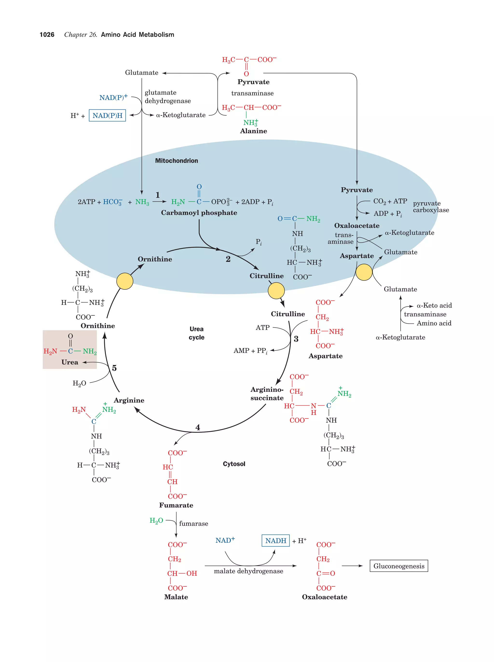 Biochemistry.4th.edition