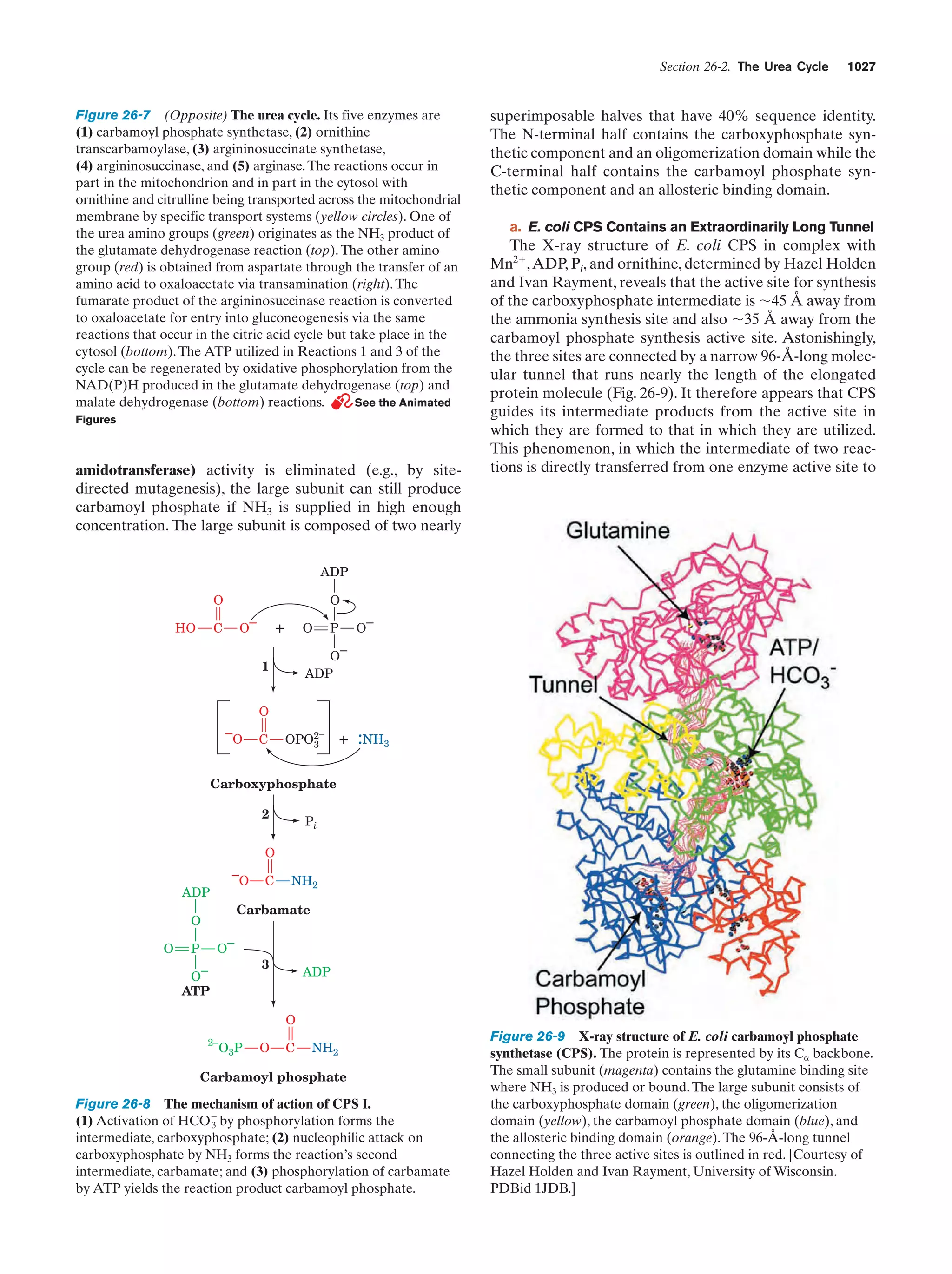 Biochemistry.4th.edition