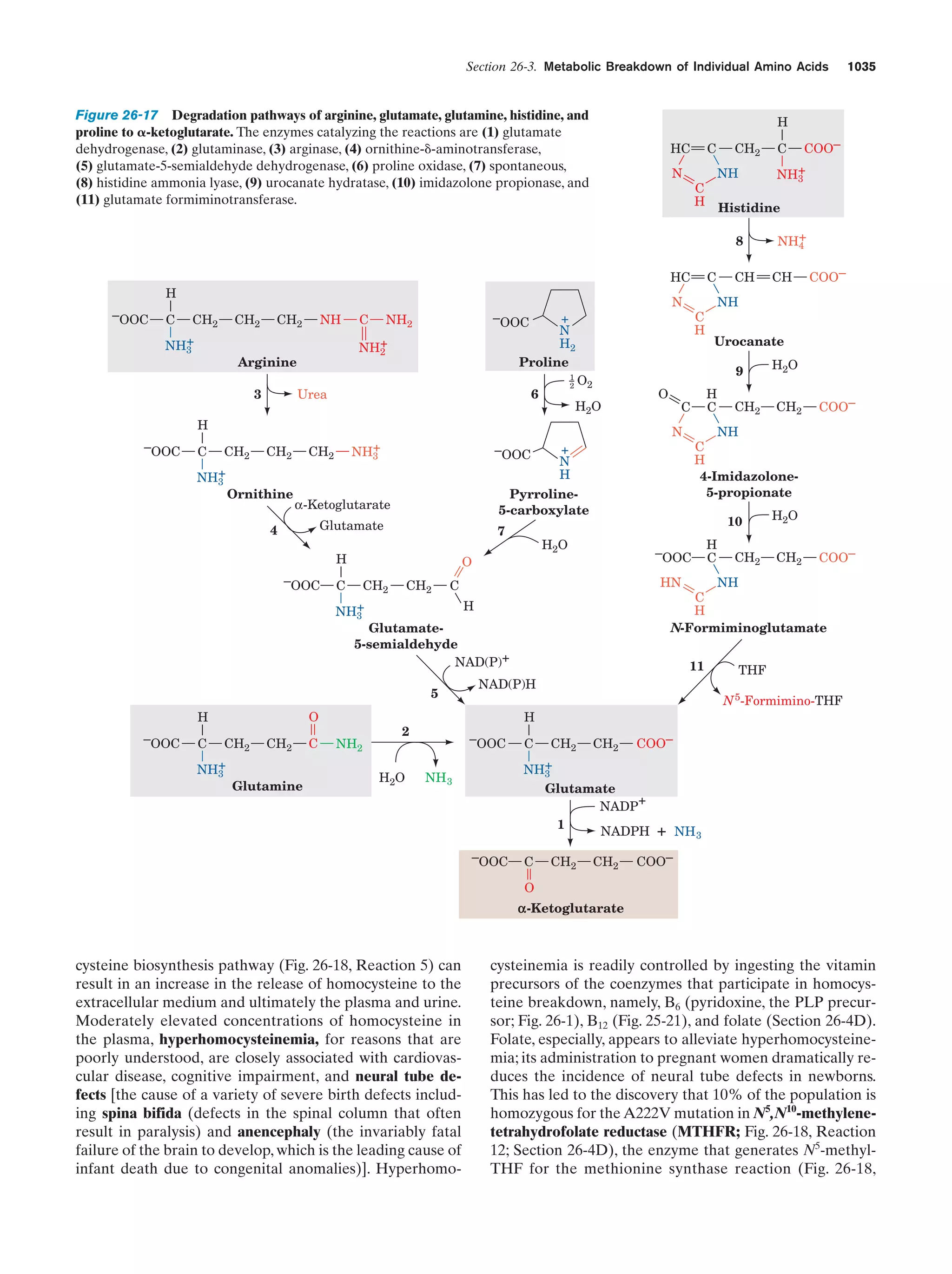 Biochemistry.4th.edition
