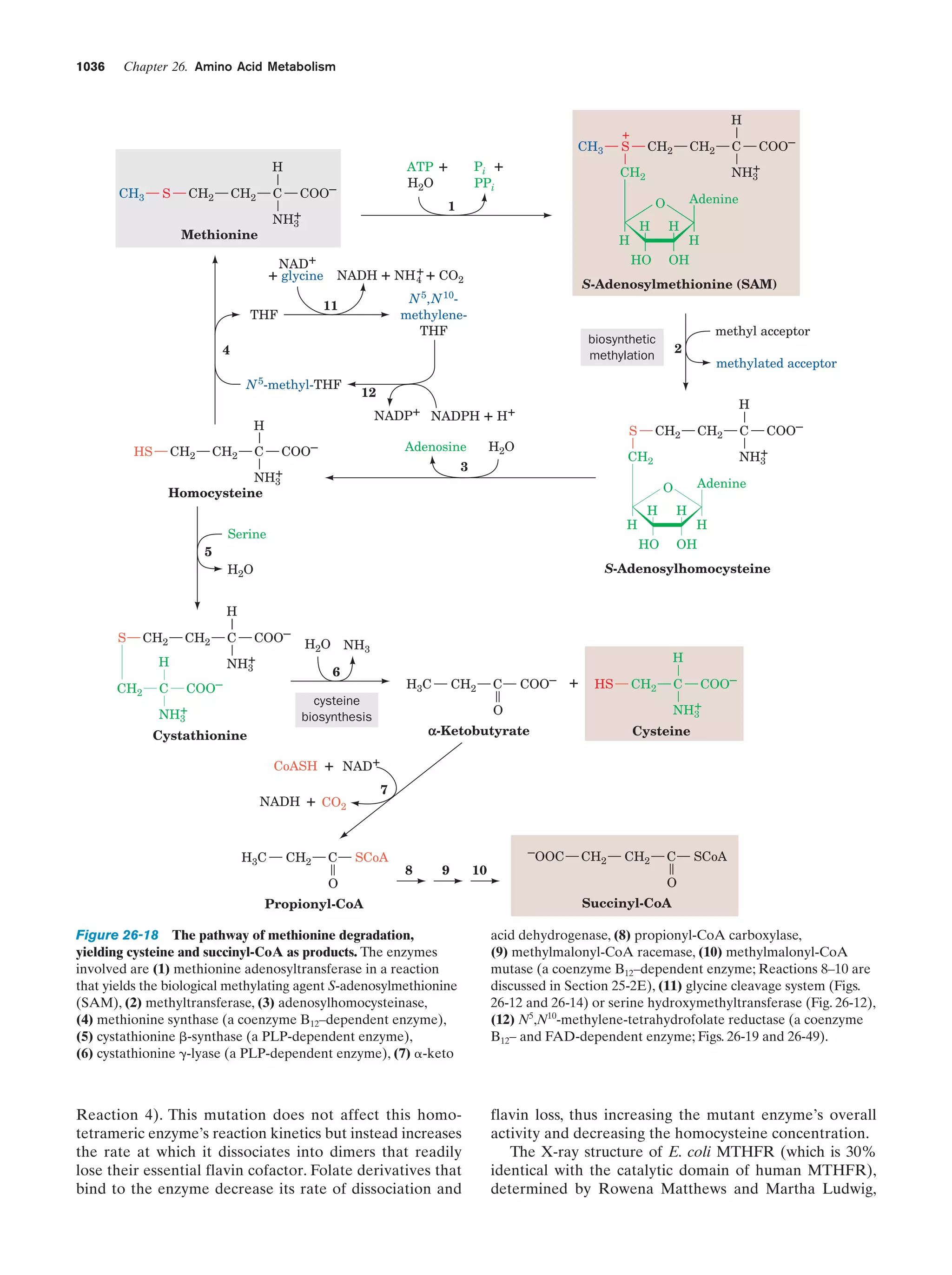 Biochemistry.4th.edition