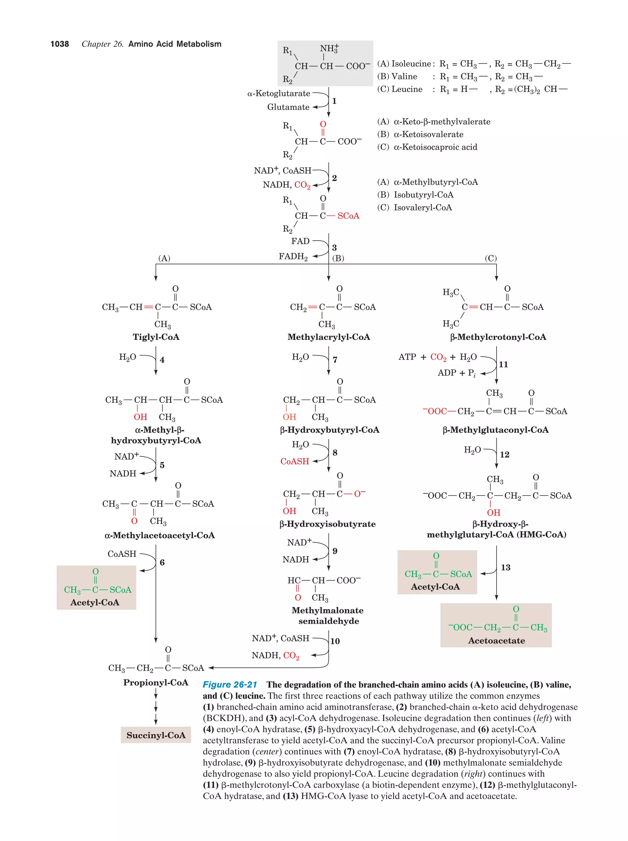 Biochemistry.4th.edition