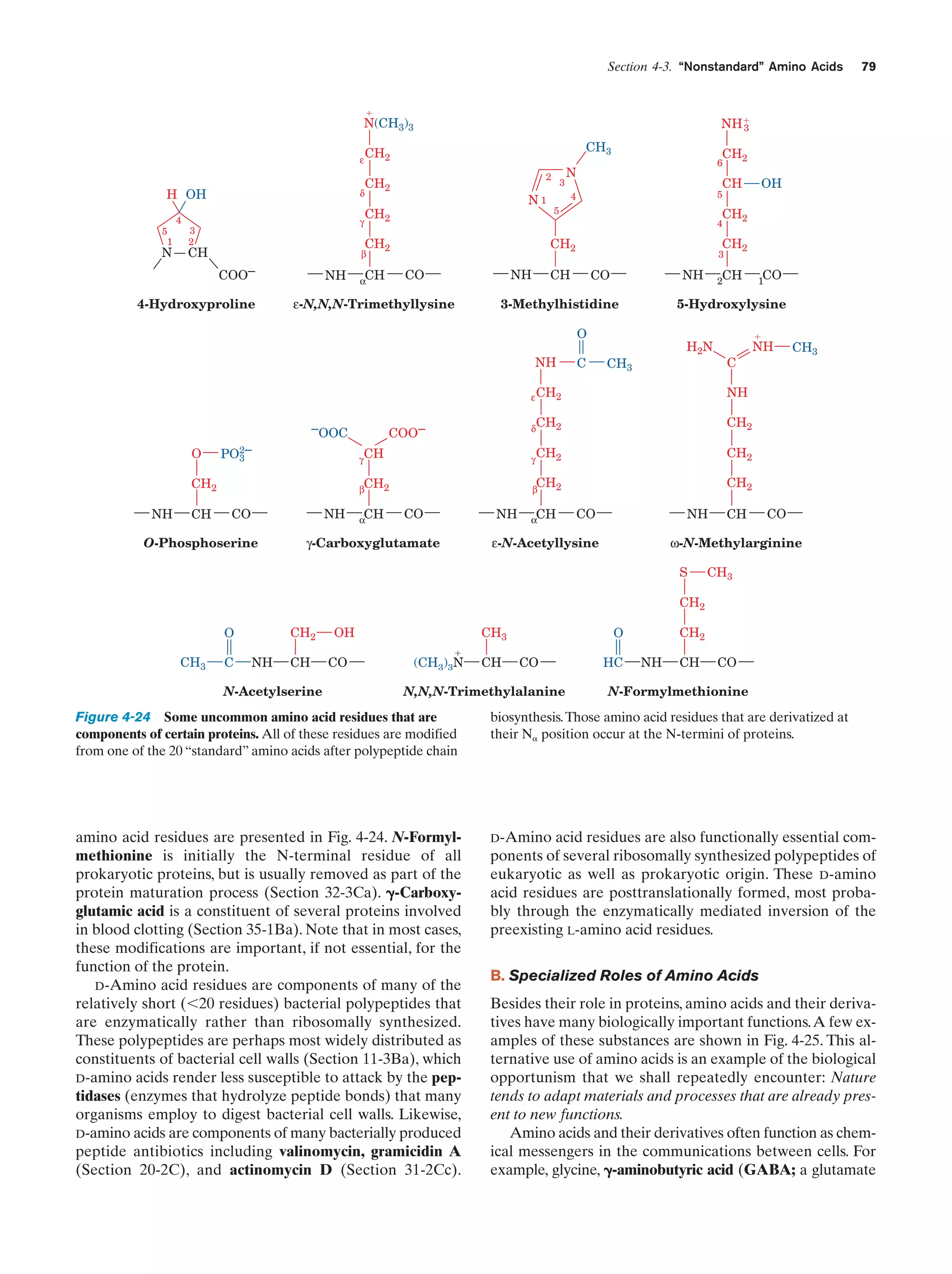 Section 4-3. “Nonstandard” Amino Acids

ϩ

NHϩ
3

N(CH3)3
ε

H OH
5
1

N

4

δ
γ

3
2

CH3

CH2
2

CH2

N1

CH2

4-Hydroxyproline

NH

NH

CO

CH

α

CH

ε-N,N,N-Trimethyllysine

5

CH2
CH2

3

CH

NH

CO

3-Methylhistidine

NH

C

CH

2

H2N

CH3

ϩ

C

ε CH2

O

PO2–
3

NH

CH

β

NH

CO

O-Phosphoserine

CH

α

CH2

CH2

CH2

CH2

CH2

CH2

β

CO

NH

γ-Carboxyglutamate

CH3

CH2

γ

γ CH

CH2

NH

NH

δ

COO–

CO

1

5-Hydroxylysine

O

–OOC

OH

5

4

CH2

β

COO–

3

CH2

6

N

4

CH2

CH

79

CH

α

CO

NH

ε-N-Acetyllysine

CH

CO

ω-N-Methylarginine
S

CH3

CH2
CH2

O
CH3

C

NH

CH

N-Acetylserine

OH
CO

CH3
ϩ

(CH3)3N

CH

CH2

O
CO

N,N,N-Trimethylalanine

HC

NH

CH

CO

N-Formylmethionine

Figure 4-24 Some uncommon amino acid residues that are
components of certain proteins. All of these residues are modified
from one of the 20 “standard” amino acids after polypeptide chain

biosynthesis. Those amino acid residues that are derivatized at
their N␣ position occur at the N-termini of proteins.

amino acid residues are presented in Fig. 4-24. N-Formylmethionine is initially the N-terminal residue of all
prokaryotic proteins, but is usually removed as part of the
protein maturation process (Section 32-3Ca). ␥-Carboxyglutamic acid is a constituent of several proteins involved
in blood clotting (Section 35-1Ba). Note that in most cases,
these modifications are important, if not essential, for the
function of the protein.
D-Amino acid residues are components of many of the
relatively short (Ͻ20 residues) bacterial polypeptides that
are enzymatically rather than ribosomally synthesized.
These polypeptides are perhaps most widely distributed as
constituents of bacterial cell walls (Section 11-3Ba), which
D-amino acids render less susceptible to attack by the peptidases (enzymes that hydrolyze peptide bonds) that many
organisms employ to digest bacterial cell walls. Likewise,
D-amino acids are components of many bacterially produced
peptide antibiotics including valinomycin, gramicidin A
(Section 20-2C), and actinomycin D (Section 31-2Cc).

D-Amino acid residues are also functionally essential components of several ribosomally synthesized polypeptides of
eukaryotic as well as prokaryotic origin. These D-amino
acid residues are posttranslationally formed, most probably through the enzymatically mediated inversion of the
preexisting L-amino acid residues.

B. Specialized Roles of Amino Acids
Besides their role in proteins, amino acids and their derivatives have many biologically important functions.A few examples of these substances are shown in Fig. 4-25. This alternative use of amino acids is an example of the biological
opportunism that we shall repeatedly encounter: Nature
tends to adapt materials and processes that are already present to new functions.
Amino acids and their derivatives often function as chemical messengers in the communications between cells. For
example, glycine, ␥-aminobutyric acid (GABA; a glutamate

 