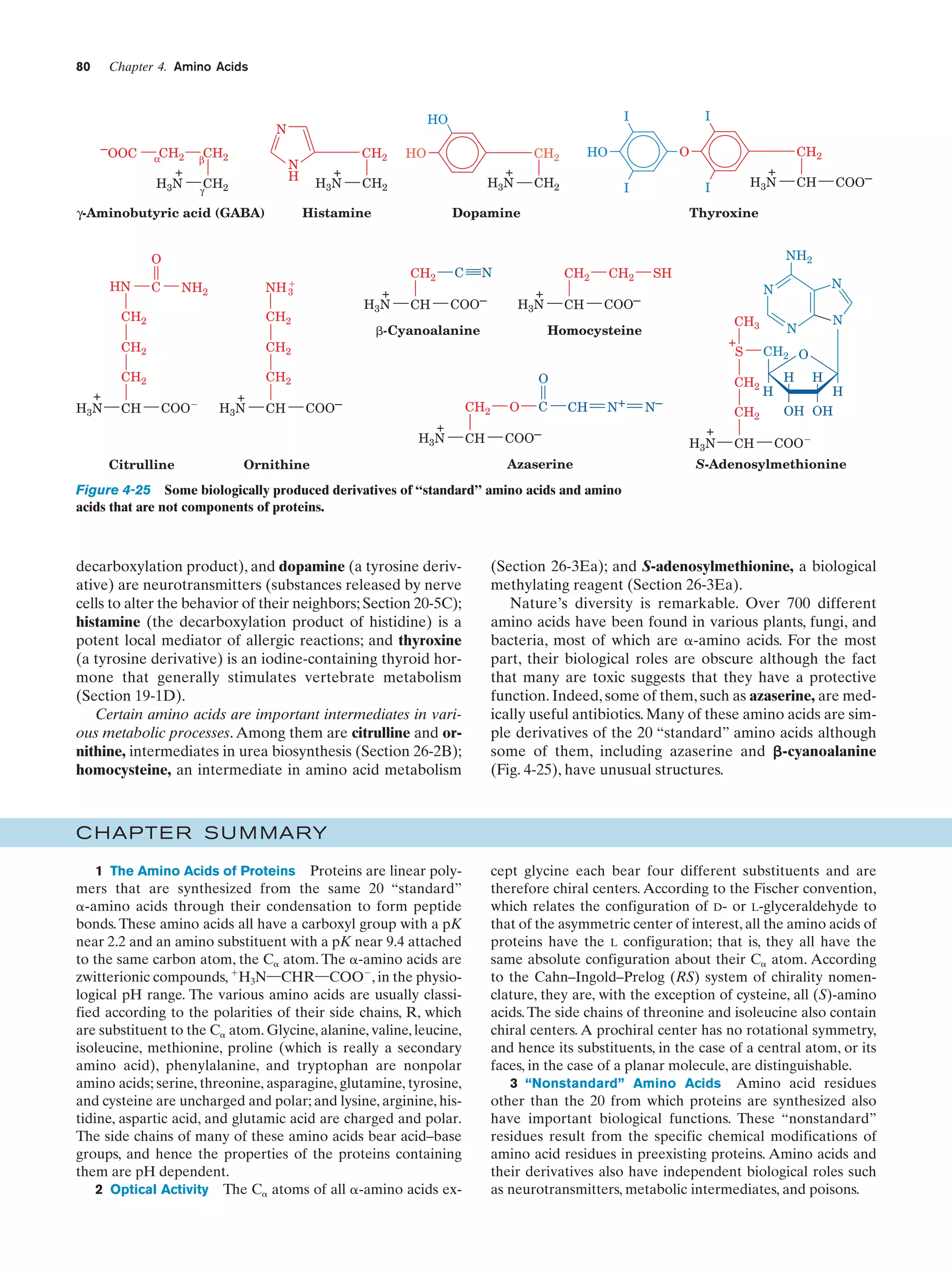 Chapter 4. Amino Acids

80

–OOC

αCH2

+
H3N

CH2

β

CH2

N
H

CH2

γ

γ-Aminobutyric acid (GABA)

+
H3N

C

CH2
CH2

CH

+
H3N

CH

C

I

I

CH2

␤-Cyanoalanine

CH2

CH

+
H3N

COOϪ

CH

COO–

CH2

+
H3N
Citrulline

Ornithine

CH

O

C

CH3

+
S
CH2

CH

N+

COO–
Azaserine

N

N

O

COO–

COO–

CH

NH2

SH

Homocysteine

CH2

+
H3N

+
H3N

Thyroxine

N

COO–

CH2

CH2

CH2

+
H3N

CH2

Dopamine

CH2

CH2

O

HO

CH2

+
H3N

Histamine

NH ϩ
3

NH2

HO

CH2

O
HN

I

I

HO

N

N–

CH2

+
H 3N

CH

N

N

CH2 O
H

H

H

H

OH OH
COOϪ

S-Adenosylmethionine

Figure 4-25 Some biologically produced derivatives of “standard” amino acids and amino
acids that are not components of proteins.

decarboxylation product), and dopamine (a tyrosine derivative) are neurotransmitters (substances released by nerve
cells to alter the behavior of their neighbors; Section 20-5C);
histamine (the decarboxylation product of histidine) is a
potent local mediator of allergic reactions; and thyroxine
(a tyrosine derivative) is an iodine-containing thyroid hormone that generally stimulates vertebrate metabolism
(Section 19-1D).
Certain amino acids are important intermediates in various metabolic processes. Among them are citrulline and ornithine, intermediates in urea biosynthesis (Section 26-2B);
homocysteine, an intermediate in amino acid metabolism

(Section 26-3Ea); and S-adenosylmethionine, a biological
methylating reagent (Section 26-3Ea).
Nature’s diversity is remarkable. Over 700 different
amino acids have been found in various plants, fungi, and
bacteria, most of which are ␣-amino acids. For the most
part, their biological roles are obscure although the fact
that many are toxic suggests that they have a protective
function. Indeed, some of them, such as azaserine, are medically useful antibiotics. Many of these amino acids are simple derivatives of the 20 “standard” amino acids although
some of them, including azaserine and ␤-cyanoalanine
(Fig. 4-25), have unusual structures.

C HAPTE R S U M MARY
1 The Amino Acids of Proteins Proteins are linear polymers that are synthesized from the same 20 “standard”
␣-amino acids through their condensation to form peptide
bonds. These amino acids all have a carboxyl group with a pK
near 2.2 and an amino substituent with a pK near 9.4 attached
to the same carbon atom, the C␣ atom. The ␣-amino acids are
zwitterionic compounds, ϩH3N¬CHR¬COOϪ, in the physiological pH range. The various amino acids are usually classified according to the polarities of their side chains, R, which
are substituent to the C␣ atom. Glycine, alanine, valine, leucine,
isoleucine, methionine, proline (which is really a secondary
amino acid), phenylalanine, and tryptophan are nonpolar
amino acids; serine, threonine, asparagine, glutamine, tyrosine,
and cysteine are uncharged and polar; and lysine, arginine, histidine, aspartic acid, and glutamic acid are charged and polar.
The side chains of many of these amino acids bear acid–base
groups, and hence the properties of the proteins containing
them are pH dependent.
2 Optical Activity The C␣ atoms of all ␣-amino acids ex-

cept glycine each bear four different substituents and are
therefore chiral centers. According to the Fischer convention,
which relates the configuration of D- or L-glyceraldehyde to
that of the asymmetric center of interest, all the amino acids of
proteins have the L configuration; that is, they all have the
same absolute configuration about their C␣ atom. According
to the Cahn–Ingold–Prelog (RS) system of chirality nomenclature, they are, with the exception of cysteine, all (S)-amino
acids. The side chains of threonine and isoleucine also contain
chiral centers. A prochiral center has no rotational symmetry,
and hence its substituents, in the case of a central atom, or its
faces, in the case of a planar molecule, are distinguishable.
3 “Nonstandard” Amino Acids Amino acid residues
other than the 20 from which proteins are synthesized also
have important biological functions. These “nonstandard”
residues result from the specific chemical modifications of
amino acid residues in preexisting proteins. Amino acids and
their derivatives also have independent biological roles such
as neurotransmitters, metabolic intermediates, and poisons.

 