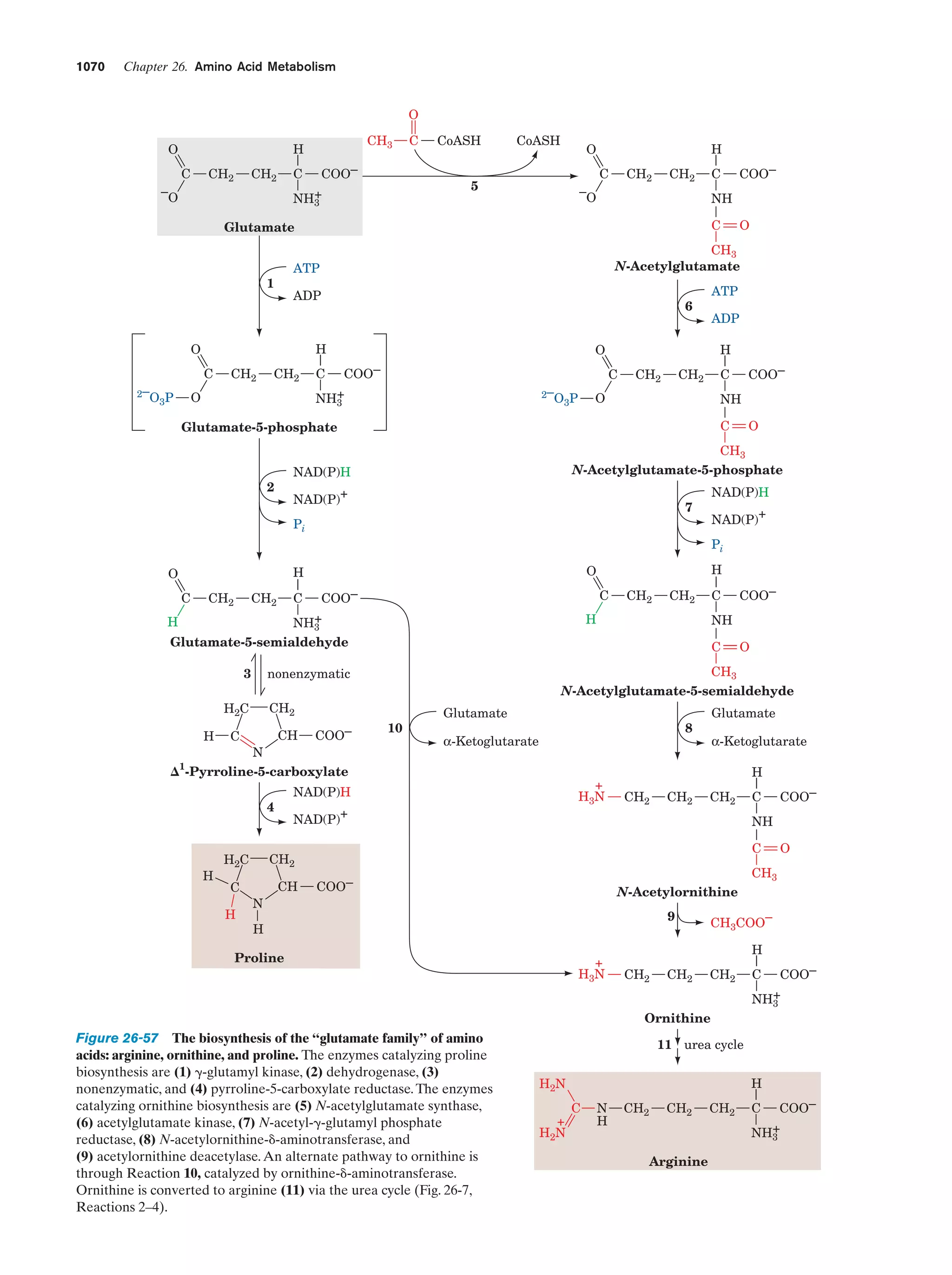 Biochemistry.4th.edition