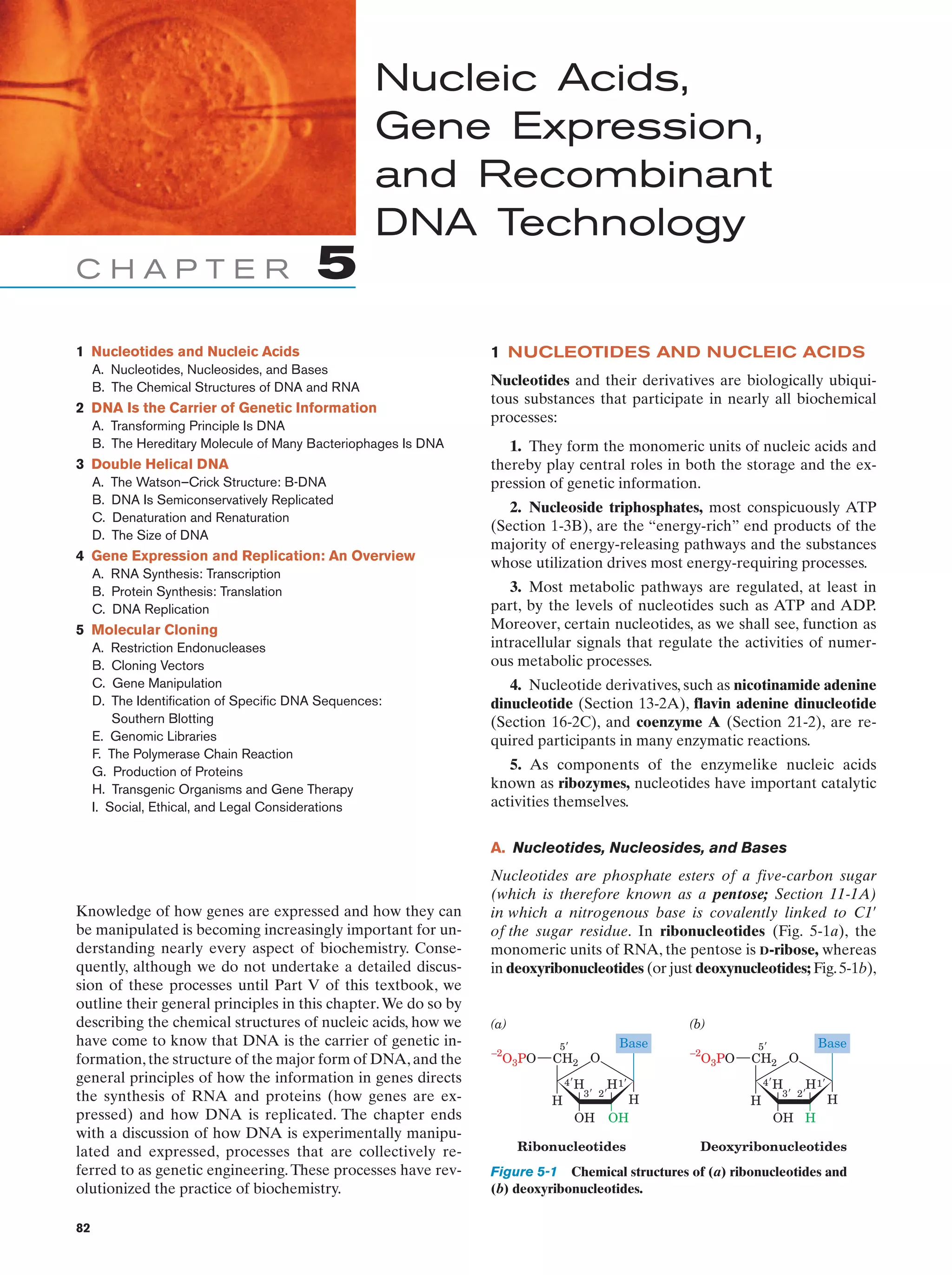 Nucleic Acids,
Gene Expression,
and Recombinant
DNA Technology
CHAPTER

5

1 Nucleotides and Nucleic Acids
A. Nucleotides, Nucleosides, and Bases
B. The Chemical Structures of DNA and RNA

2 DNA Is the Carrier of Genetic Information
A. Transforming Principle Is DNA
B. The Hereditary Molecule of Many Bacteriophages Is DNA

3 Double Helical DNA
A.
B.
C.
D.

The Watson–Crick Structure: B-DNA
DNA Is Semiconservatively Replicated
Denaturation and Renaturation
The Size of DNA

4 Gene Expression and Replication: An Overview
A. RNA Synthesis: Transcription
B. Protein Synthesis: Translation
C. DNA Replication

5 Molecular Cloning
A.
B.
C.
D.

Restriction Endonucleases
Cloning Vectors
Gene Manipulation
The Identification of Specific DNA Sequences:
Southern Blotting
E. Genomic Libraries
F. The Polymerase Chain Reaction
G. Production of Proteins
H. Transgenic Organisms and Gene Therapy
I. Social, Ethical, and Legal Considerations

1 NUCLEOTIDES AND NUCLEIC ACIDS
Nucleotides and their derivatives are biologically ubiquitous substances that participate in nearly all biochemical
processes:
1. They form the monomeric units of nucleic acids and
thereby play central roles in both the storage and the expression of genetic information.
2. Nucleoside triphosphates, most conspicuously ATP
(Section 1-3B), are the “energy-rich” end products of the
majority of energy-releasing pathways and the substances
whose utilization drives most energy-requiring processes.
3. Most metabolic pathways are regulated, at least in
part, by the levels of nucleotides such as ATP and ADP.
Moreover, certain nucleotides, as we shall see, function as
intracellular signals that regulate the activities of numerous metabolic processes.
4. Nucleotide derivatives, such as nicotinamide adenine
dinucleotide (Section 13-2A), flavin adenine dinucleotide
(Section 16-2C), and coenzyme A (Section 21-2), are required participants in many enzymatic reactions.
5. As components of the enzymelike nucleic acids
known as ribozymes, nucleotides have important catalytic
activities themselves.
A. Nucleotides, Nucleosides, and Bases

Knowledge of how genes are expressed and how they can
be manipulated is becoming increasingly important for understanding nearly every aspect of biochemistry. Consequently, although we do not undertake a detailed discussion of these processes until Part V of this textbook, we
outline their general principles in this chapter. We do so by
describing the chemical structures of nucleic acids, how we
have come to know that DNA is the carrier of genetic information, the structure of the major form of DNA, and the
general principles of how the information in genes directs
the synthesis of RNA and proteins (how genes are expressed) and how DNA is replicated. The chapter ends
with a discussion of how DNA is experimentally manipulated and expressed, processes that are collectively referred to as genetic engineering. These processes have revolutionized the practice of biochemistry.
82

Nucleotides are phosphate esters of a five-carbon sugar
(which is therefore known as a pentose; Section 11-1A)
in which a nitrogenous base is covalently linked to C1¿
of the sugar residue. In ribonucleotides (Fig. 5-1a), the
monomeric units of RNA, the pentose is D-ribose, whereas
in deoxyribonucleotides (or just deoxynucleotides; Fig. 5-1b),

(a)
–2

(b)

O3PO

5Ј

CH2 O
H

Base

4ЈH
H 1Ј
3Ј 2Ј

OH

H
OH

Ribonucleotides

–2

O3PO

5Ј

CH2 O
H

Base

4Ј H
H 1Ј
3Ј 2Ј

H

OH H
Deoxyribonucleotides

Figure 5-1 Chemical structures of (a) ribonucleotides and
(b) deoxyribonucleotides.

 