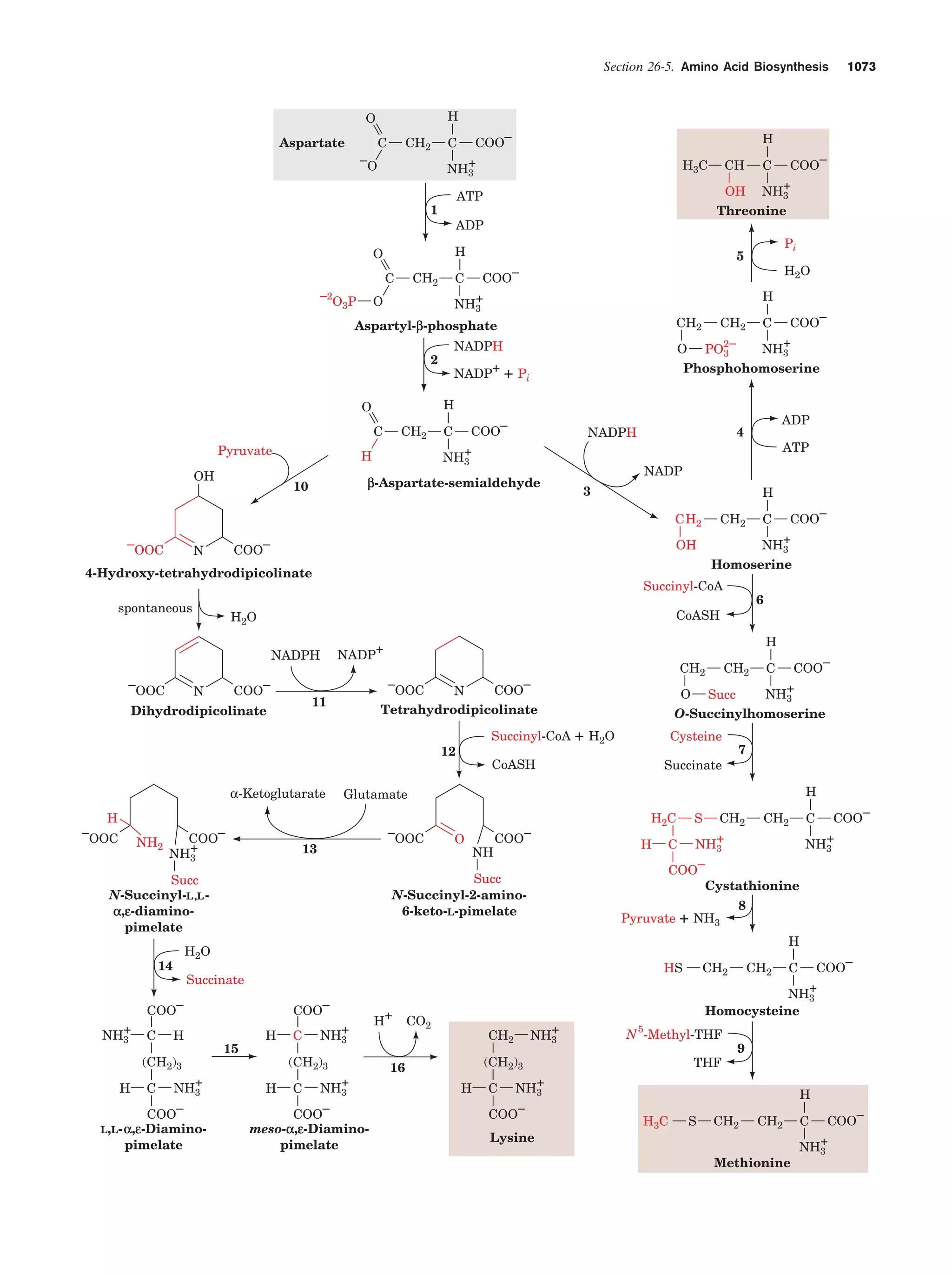 Biochemistry.4th.edition