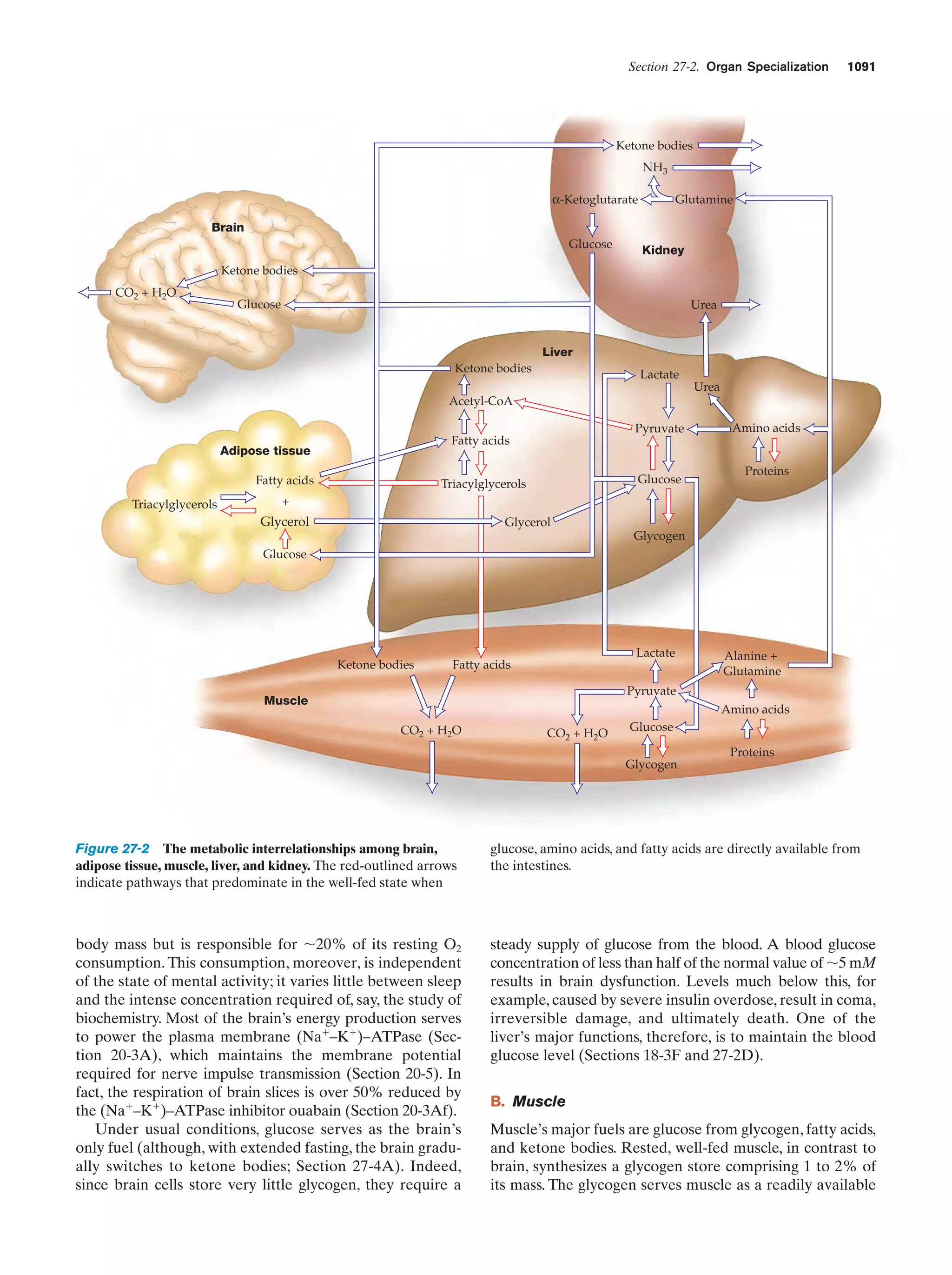 Biochemistry.4th.edition