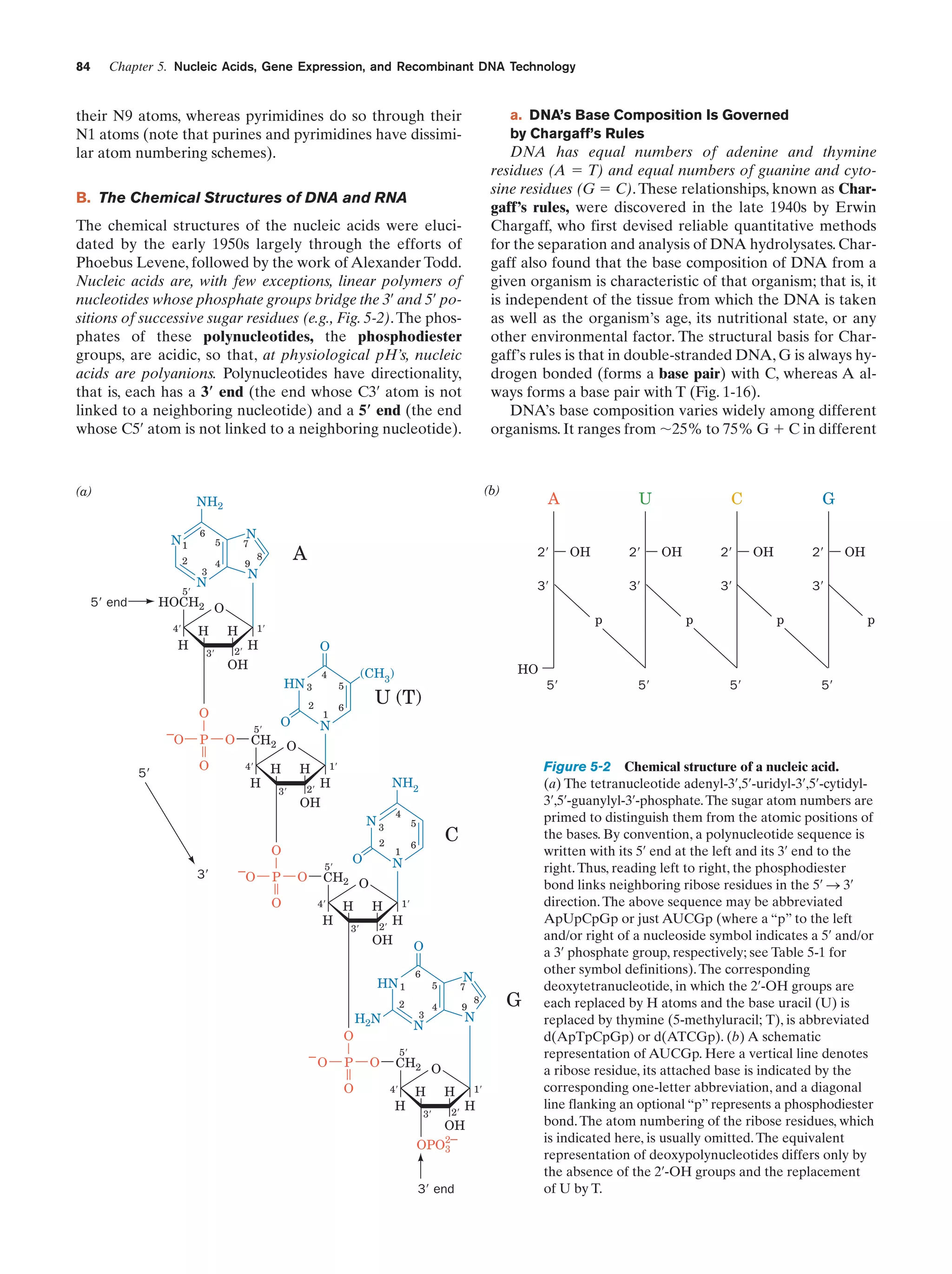 Chapter 5. Nucleic Acids, Gene Expression, and Recombinant DNA Technology

84

a. DNA’s Base Composition Is Governed
by Chargaff’s Rules

their N9 atoms, whereas pyrimidines do so through their
N1 atoms (note that purines and pyrimidines have dissimilar atom numbering schemes).

DNA has equal numbers of adenine and thymine
residues (A ϭ T) and equal numbers of guanine and cytosine residues (G ϭ C). These relationships, known as Chargaff’s rules, were discovered in the late 1940s by Erwin
Chargaff, who first devised reliable quantitative methods
for the separation and analysis of DNA hydrolysates. Chargaff also found that the base composition of DNA from a
given organism is characteristic of that organism; that is, it
is independent of the tissue from which the DNA is taken
as well as the organism’s age, its nutritional state, or any
other environmental factor. The structural basis for Chargaff’s rules is that in double-stranded DNA, G is always hydrogen bonded (forms a base pair) with C, whereas A always forms a base pair with T (Fig. 1-16).
DNA’s base composition varies widely among different
organisms. It ranges from ϳ25% to 75% G ϩ C in different

B. The Chemical Structures of DNA and RNA
The chemical structures of the nucleic acids were elucidated by the early 1950s largely through the efforts of
Phoebus Levene, followed by the work of Alexander Todd.
Nucleic acids are, with few exceptions, linear polymers of
nucleotides whose phosphate groups bridge the 3¿ and 5¿ positions of successive sugar residues (e.g., Fig. 5-2). The phosphates of these polynucleotides, the phosphodiester
groups, are acidic, so that, at physiological pH’s, nucleic
acids are polyanions. Polynucleotides have directionality,
that is, each has a 3؅ end (the end whose C3¿ atom is not
linked to a neighboring nucleotide) and a 5؅ end (the end
whose C5¿ atom is not linked to a neighboring nucleotide).

(a)

(b)

NH2
N1
2

5Ј

6

N

5

3

7

4

9

A

8

N

N

A
2Ј

4Ј

H

H
3Ј

2Ј

H

4

2

O

5Ј

P
O

O

5Ј

O

H

H
3Ј

H

1

P

5Ј

U (T)

6

2Ј

1Ј

NH2

H

OH

4

2

O
–
O

2Ј

3Ј

OH

2Ј

3Ј
p

OH

3Ј
p

p

HO

(CH3)

5

N3

3Ј

OH

G

5Ј

5Ј

5Ј

N

CH2 O
4Ј

C

O

OH
HN 3

–
O

2Ј

p

1Ј

H

OH

3Ј

HOCH2 O

5Ј end

U

O
5Ј
CH2 O

O

O

4Ј

H

H

1

2Ј

1Ј

H

OH

O

HN 1

O
–

O

P
O

C

N

H

3Ј

5
6

2

H2N
O

6

N

5

3

7

4

9

8

N

N
5Ј

CH2 O
4Ј

H

H

H
2Ј

3Ј

1Ј

H

OH
2–
OPO
3

3Ј end

G

Figure 5-2 Chemical structure of a nucleic acid.
(a) The tetranucleotide adenyl-3¿,5¿-uridyl-3¿,5¿-cytidyl3¿,5¿-guanylyl-3¿-phosphate. The sugar atom numbers are
primed to distinguish them from the atomic positions of
the bases. By convention, a polynucleotide sequence is
written with its 5¿ end at the left and its 3¿ end to the
right. Thus, reading left to right, the phosphodiester
bond links neighboring ribose residues in the 5¿ S 3¿
direction. The above sequence may be abbreviated
ApUpCpGp or just AUCGp (where a “p” to the left
and/or right of a nucleoside symbol indicates a 5¿ and/or
a 3¿ phosphate group, respectively; see Table 5-1 for
other symbol definitions). The corresponding
deoxytetranucleotide, in which the 2¿-OH groups are
each replaced by H atoms and the base uracil (U) is
replaced by thymine (5-methyluracil; T), is abbreviated
d(ApTpCpGp) or d(ATCGp). (b) A schematic
representation of AUCGp. Here a vertical line denotes
a ribose residue, its attached base is indicated by the
corresponding one-letter abbreviation, and a diagonal
line flanking an optional “p” represents a phosphodiester
bond. The atom numbering of the ribose residues, which
is indicated here, is usually omitted. The equivalent
representation of deoxypolynucleotides differs only by
the absence of the 2¿-OH groups and the replacement
of U by T.

 
