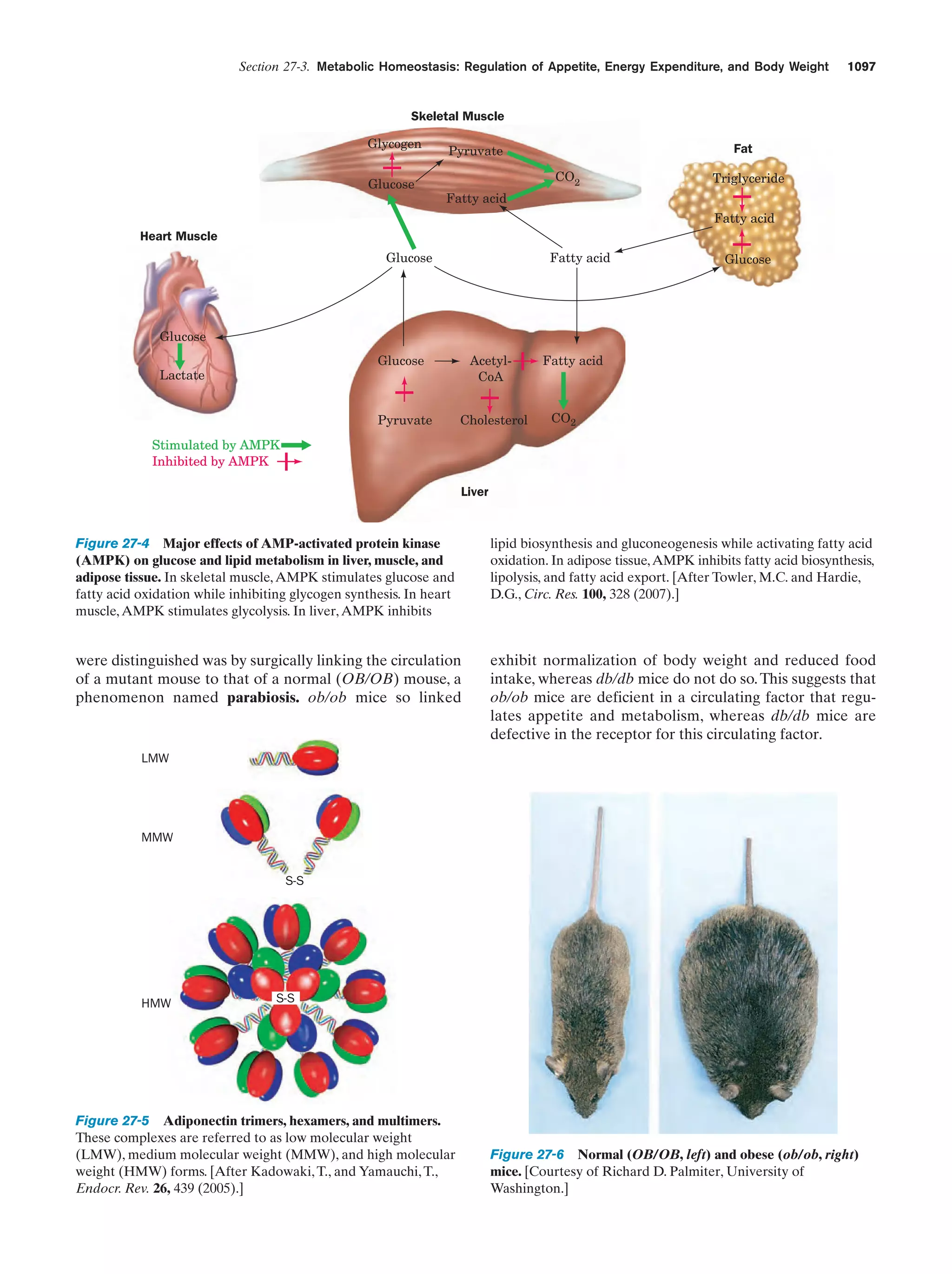 Biochemistry.4th.edition