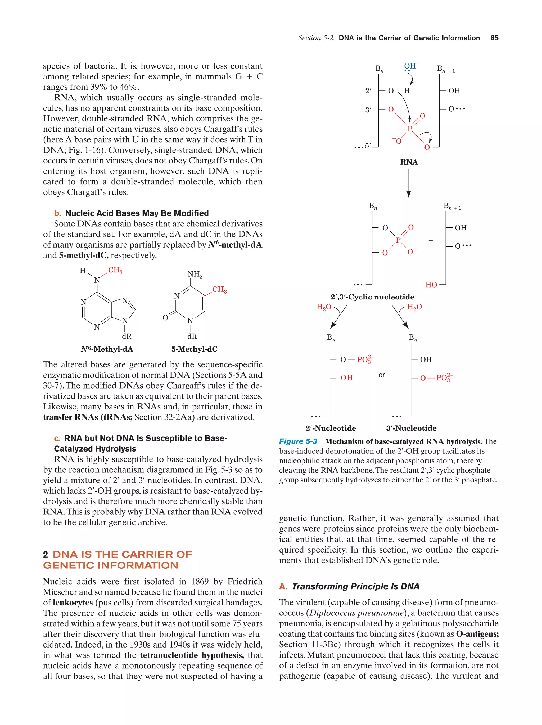 Section 5-2. DNA is the Carrier of Genetic Information

species of bacteria. It is, however, more or less constant
among related species; for example, in mammals G ϩ C
ranges from 39% to 46%.
RNA, which usually occurs as single-stranded molecules, has no apparent constraints on its base composition.
However, double-stranded RNA, which comprises the genetic material of certain viruses, also obeys Chargaff’s rules
(here A base pairs with U in the same way it does with T in
DNA; Fig. 1-16). Conversely, single-stranded DNA, which
occurs in certain viruses, does not obey Chargaff’s rules. On
entering its host organism, however, such DNA is replicated to form a double-stranded molecule, which then
obeys Chargaff’s rules.

2Ј

O

3Ј

O

CH3

N

N
N

N
dR

N 6-Methyl-dA

O

O

O

CH3

...

P
O

Bn

Bn + 1
O

O
P
O

NH2
N

OH

RNA

Some DNAs contain bases that are chemical derivatives
of the standard set. For example, dA and dC in the DNAs
of many organisms are partially replaced by N 6-methyl-dA
and 5-methyl-dC, respectively.
N

Bn + 1

H

–O

... 5Ј

b. Nucleic Acid Bases May Be Modified

H

OH
.. –

Bn

85

OH

+

O–

...

O

...

HO

2؅,3؅-Cyclic nucleotide
H2O
H2O

N
dR

Bn

Bn

5-Methyl-dC

The altered bases are generated by the sequence-specific
enzymatic modification of normal DNA (Sections 5-5A and
30-7). The modified DNAs obey Chargaff’s rules if the derivatized bases are taken as equivalent to their parent bases.
Likewise, many bases in RNAs and, in particular, those in
transfer RNAs (tRNAs; Section 32-2Aa) are derivatized.

O
OH

...
2؅-Nucleotide

c. RNA but Not DNA Is Susceptible to BaseCatalyzed Hydrolysis

RNA is highly susceptible to base-catalyzed hydrolysis
by the reaction mechanism diagrammed in Fig. 5-3 so as to
yield a mixture of 2¿ and 3¿ nucleotides. In contrast, DNA,
which lacks 2¿-OH groups, is resistant to base-catalyzed hydrolysis and is therefore much more chemically stable than
RNA.This is probably why DNA rather than RNA evolved
to be the cellular genetic archive.

2 DNA IS THE CARRIER OF
GENETIC INFORMATION
Nucleic acids were first isolated in 1869 by Friedrich
Miescher and so named because he found them in the nuclei
of leukocytes (pus cells) from discarded surgical bandages.
The presence of nucleic acids in other cells was demonstrated within a few years, but it was not until some 75 years
after their discovery that their biological function was elucidated. Indeed, in the 1930s and 1940s it was widely held,
in what was termed the tetranucleotide hypothesis, that
nucleic acids have a monotonously repeating sequence of
all four bases, so that they were not suspected of having a

2–

PO3

OH
or

O

2–

PO3

...
3؅-Nucleotide

Figure 5-3 Mechanism of base-catalyzed RNA hydrolysis. The
base-induced deprotonation of the 2¿-OH group facilitates its
nucleophilic attack on the adjacent phosphorus atom, thereby
cleaving the RNA backbone. The resultant 2¿,3¿-cyclic phosphate
group subsequently hydrolyzes to either the 2¿ or the 3¿ phosphate.

genetic function. Rather, it was generally assumed that
genes were proteins since proteins were the only biochemical entities that, at that time, seemed capable of the required specificity. In this section, we outline the experiments that established DNA’s genetic role.
A. Transforming Principle Is DNA
The virulent (capable of causing disease) form of pneumococcus (Diplococcus pneumoniae), a bacterium that causes
pneumonia, is encapsulated by a gelatinous polysaccharide
coating that contains the binding sites (known as O-antigens;
Section 11-3Bc) through which it recognizes the cells it
infects. Mutant pneumococci that lack this coating, because
of a defect in an enzyme involved in its formation, are not
pathogenic (capable of causing disease). The virulent and

 