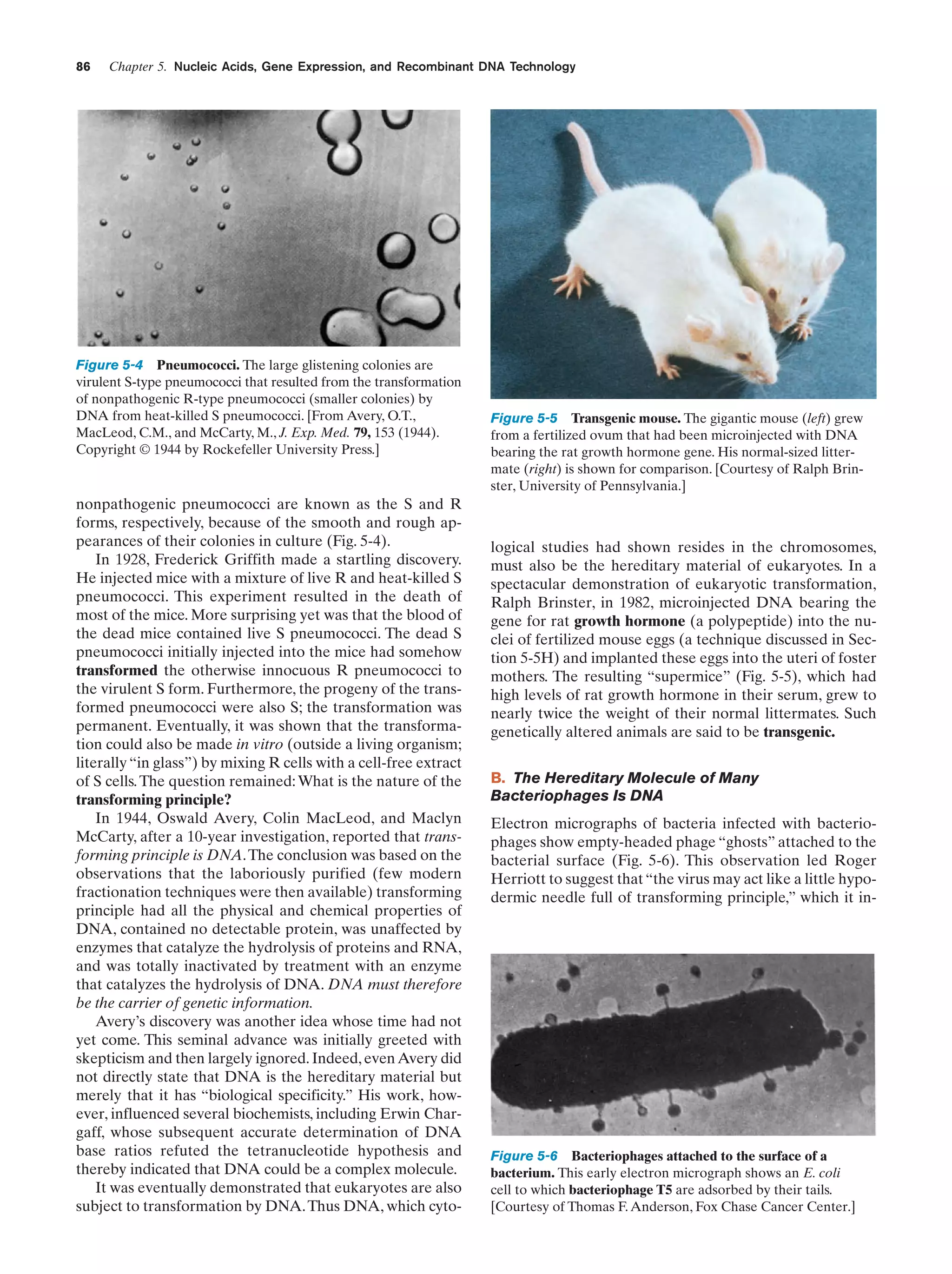 86

Chapter 5. Nucleic Acids, Gene Expression, and Recombinant DNA Technology

Figure 5-4 Pneumococci. The large glistening colonies are
virulent S-type pneumococci that resulted from the transformation
of nonpathogenic R-type pneumococci (smaller colonies) by
DNA from heat-killed S pneumococci. [From Avery, O.T.,
MacLeod, C.M., and McCarty, M., J. Exp. Med. 79, 153 (1944).
Copyright © 1944 by Rockefeller University Press.]

nonpathogenic pneumococci are known as the S and R
forms, respectively, because of the smooth and rough appearances of their colonies in culture (Fig. 5-4).
In 1928, Frederick Griffith made a startling discovery.
He injected mice with a mixture of live R and heat-killed S
pneumococci. This experiment resulted in the death of
most of the mice. More surprising yet was that the blood of
the dead mice contained live S pneumococci. The dead S
pneumococci initially injected into the mice had somehow
transformed the otherwise innocuous R pneumococci to
the virulent S form. Furthermore, the progeny of the transformed pneumococci were also S; the transformation was
permanent. Eventually, it was shown that the transformation could also be made in vitro (outside a living organism;
literally “in glass”) by mixing R cells with a cell-free extract
of S cells. The question remained: What is the nature of the
transforming principle?
In 1944, Oswald Avery, Colin MacLeod, and Maclyn
McCarty, after a 10-year investigation, reported that transforming principle is DNA. The conclusion was based on the
observations that the laboriously purified (few modern
fractionation techniques were then available) transforming
principle had all the physical and chemical properties of
DNA, contained no detectable protein, was unaffected by
enzymes that catalyze the hydrolysis of proteins and RNA,
and was totally inactivated by treatment with an enzyme
that catalyzes the hydrolysis of DNA. DNA must therefore
be the carrier of genetic information.
Avery’s discovery was another idea whose time had not
yet come. This seminal advance was initially greeted with
skepticism and then largely ignored. Indeed, even Avery did
not directly state that DNA is the hereditary material but
merely that it has “biological specificity.” His work, however, influenced several biochemists, including Erwin Chargaff, whose subsequent accurate determination of DNA
base ratios refuted the tetranucleotide hypothesis and
thereby indicated that DNA could be a complex molecule.
It was eventually demonstrated that eukaryotes are also
subject to transformation by DNA. Thus DNA, which cyto-

Figure 5-5 Transgenic mouse. The gigantic mouse (left) grew
from a fertilized ovum that had been microinjected with DNA
bearing the rat growth hormone gene. His normal-sized littermate (right) is shown for comparison. [Courtesy of Ralph Brinster, University of Pennsylvania.]

logical studies had shown resides in the chromosomes,
must also be the hereditary material of eukaryotes. In a
spectacular demonstration of eukaryotic transformation,
Ralph Brinster, in 1982, microinjected DNA bearing the
gene for rat growth hormone (a polypeptide) into the nuclei of fertilized mouse eggs (a technique discussed in Section 5-5H) and implanted these eggs into the uteri of foster
mothers. The resulting “supermice” (Fig. 5-5), which had
high levels of rat growth hormone in their serum, grew to
nearly twice the weight of their normal littermates. Such
genetically altered animals are said to be transgenic.
B. The Hereditary Molecule of Many
Bacteriophages Is DNA
Electron micrographs of bacteria infected with bacteriophages show empty-headed phage “ghosts” attached to the
bacterial surface (Fig. 5-6). This observation led Roger
Herriott to suggest that “the virus may act like a little hypodermic needle full of transforming principle,” which it in-

Figure 5-6 Bacteriophages attached to the surface of a
bacterium. This early electron micrograph shows an E. coli
cell to which bacteriophage T5 are adsorbed by their tails.
[Courtesy of Thomas F. Anderson, Fox Chase Cancer Center.]

 