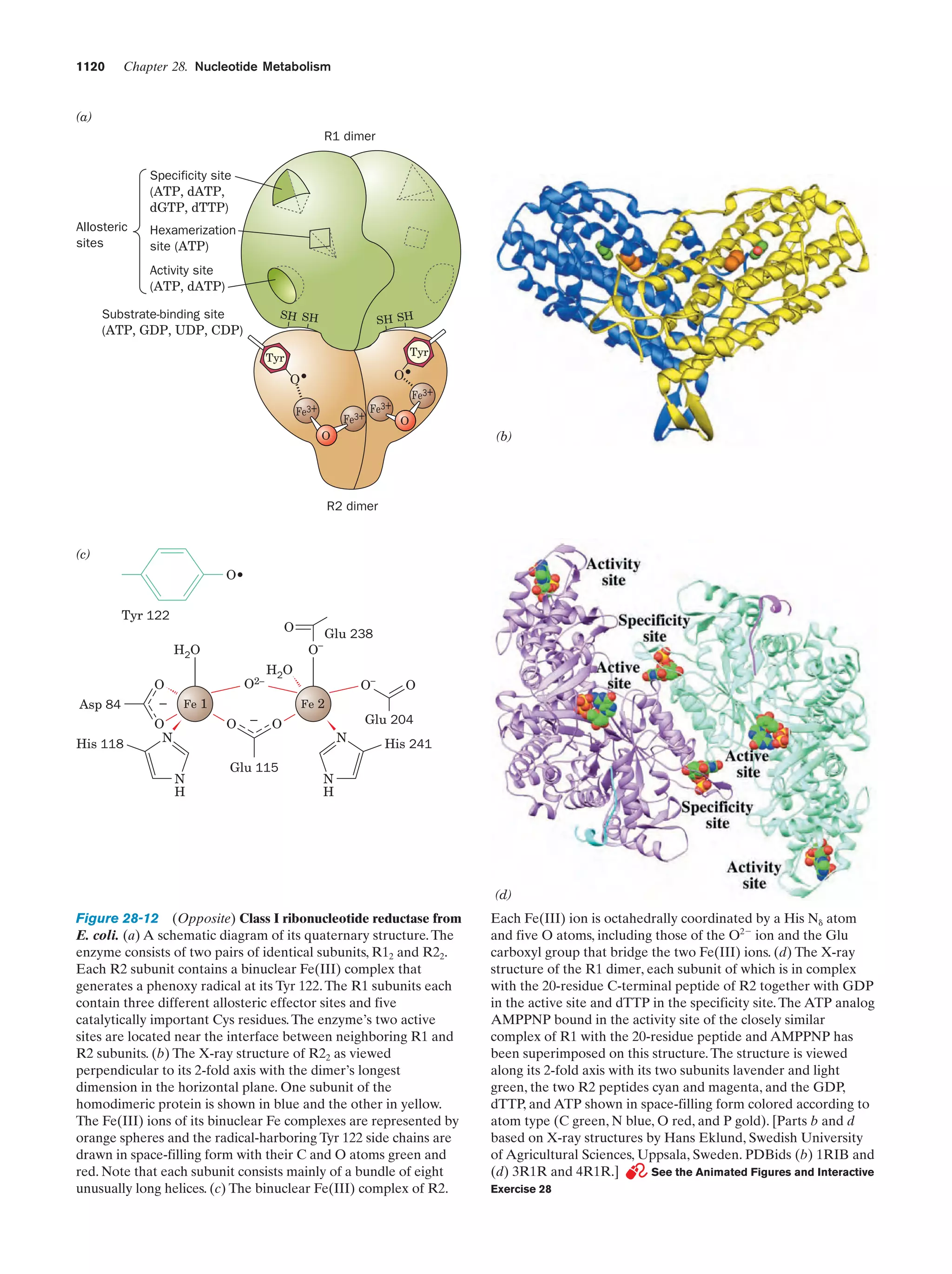 Biochemistry.4th.edition