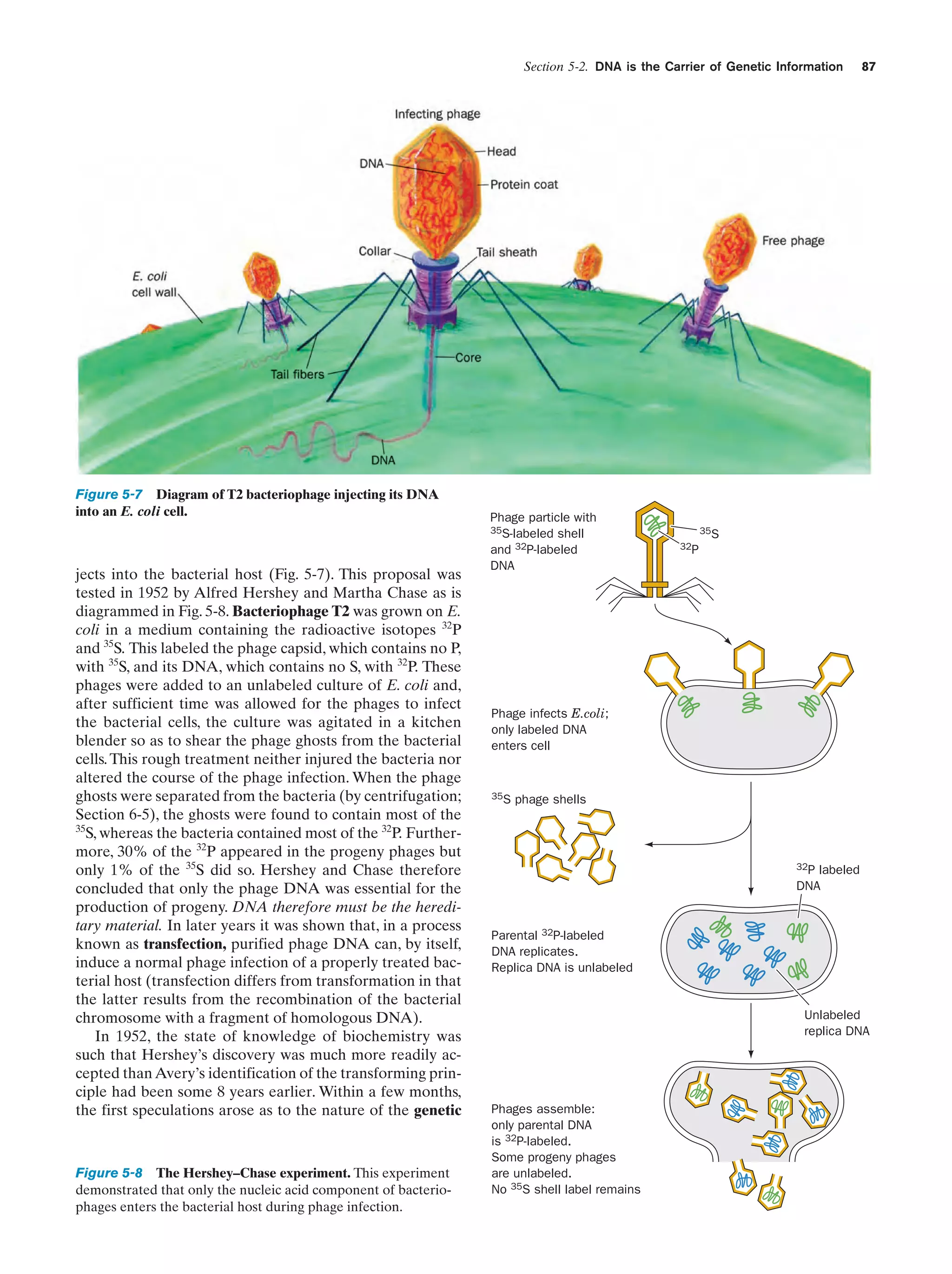 Section 5-2. DNA is the Carrier of Genetic Information

Figure 5-7 Diagram of T2 bacteriophage injecting its DNA
into an E. coli cell.

jects into the bacterial host (Fig. 5-7). This proposal was
tested in 1952 by Alfred Hershey and Martha Chase as is
diagrammed in Fig. 5-8. Bacteriophage T2 was grown on E.
coli in a medium containing the radioactive isotopes 32P
and 35S. This labeled the phage capsid, which contains no P,
with 35S, and its DNA, which contains no S, with 32P. These
phages were added to an unlabeled culture of E. coli and,
after sufficient time was allowed for the phages to infect
the bacterial cells, the culture was agitated in a kitchen
blender so as to shear the phage ghosts from the bacterial
cells. This rough treatment neither injured the bacteria nor
altered the course of the phage infection. When the phage
ghosts were separated from the bacteria (by centrifugation;
Section 6-5), the ghosts were found to contain most of the
35
S, whereas the bacteria contained most of the 32P. Furthermore, 30% of the 32P appeared in the progeny phages but
only 1% of the 35S did so. Hershey and Chase therefore
concluded that only the phage DNA was essential for the
production of progeny. DNA therefore must be the hereditary material. In later years it was shown that, in a process
known as transfection, purified phage DNA can, by itself,
induce a normal phage infection of a properly treated bacterial host (transfection differs from transformation in that
the latter results from the recombination of the bacterial
chromosome with a fragment of homologous DNA).
In 1952, the state of knowledge of biochemistry was
such that Hershey’s discovery was much more readily accepted than Avery’s identification of the transforming principle had been some 8 years earlier. Within a few months,
the first speculations arose as to the nature of the genetic

Figure 5-8 The Hershey–Chase experiment. This experiment
demonstrated that only the nucleic acid component of bacteriophages enters the bacterial host during phage infection.

Phage particle with
35S-labeled shell
and 32P-labeled
DNA

87

35S
32P

Phage infects E.coli;
only labeled DNA
enters cell

35S

phage shells

32P labeled
DNA

Parental 32P-labeled
DNA replicates.
Replica DNA is unlabeled

Unlabeled
replica DNA

Phages assemble:
only parental DNA
is 32P-labeled.
Some progeny phages
are unlabeled.
No 35S shell label remains

 