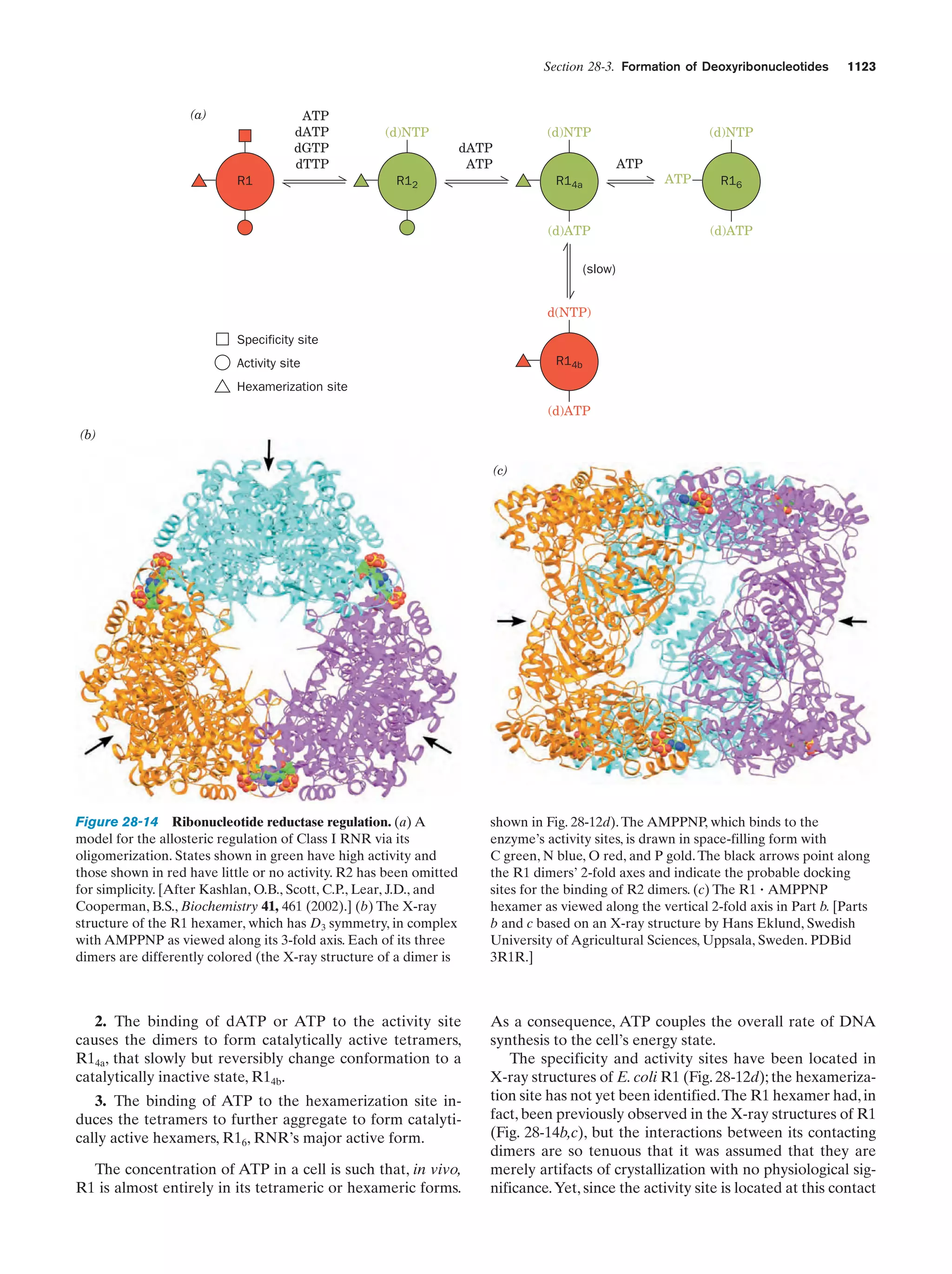 Biochemistry.4th.edition