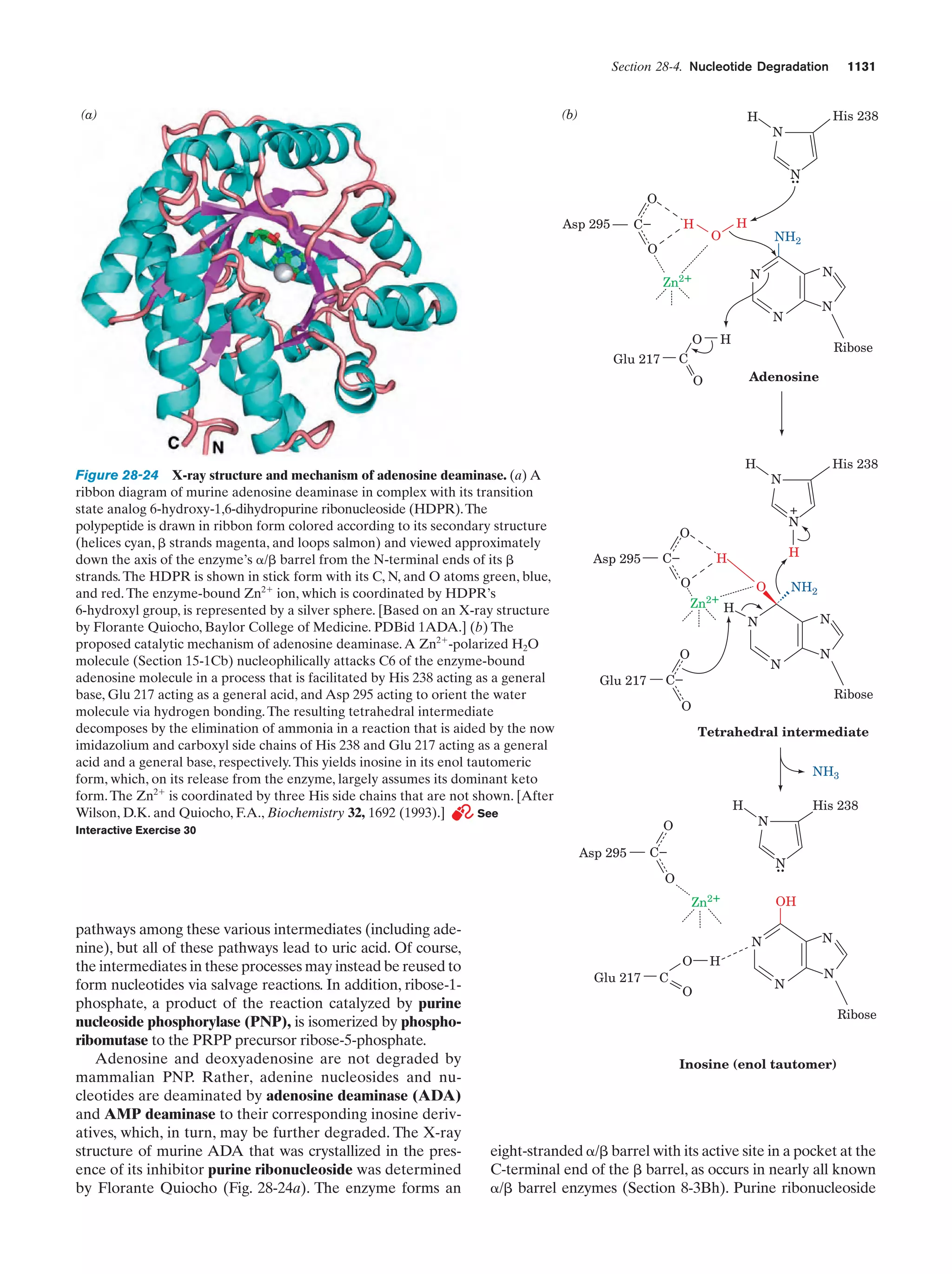 Biochemistry.4th.edition