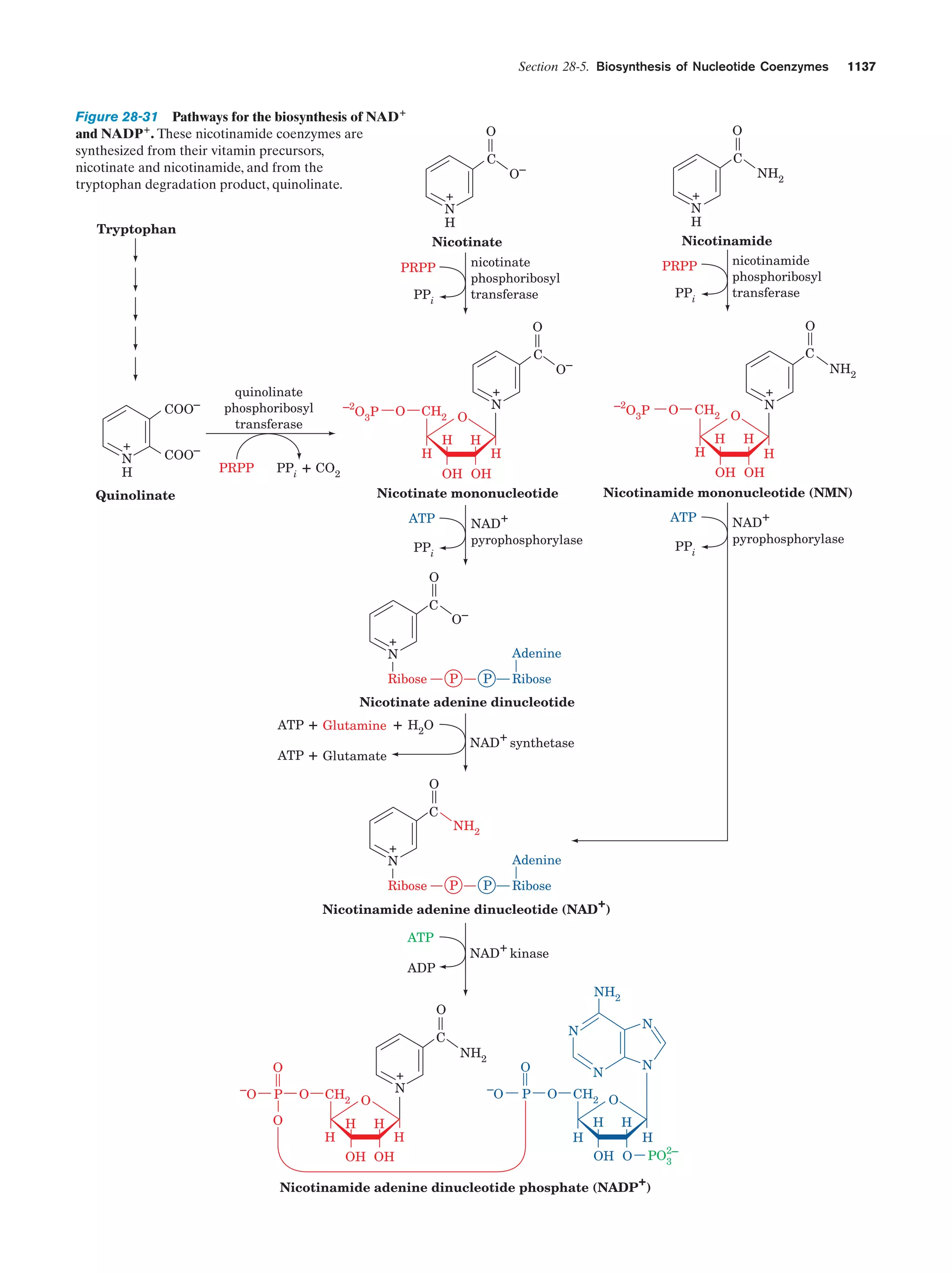Biochemistry.4th.edition
