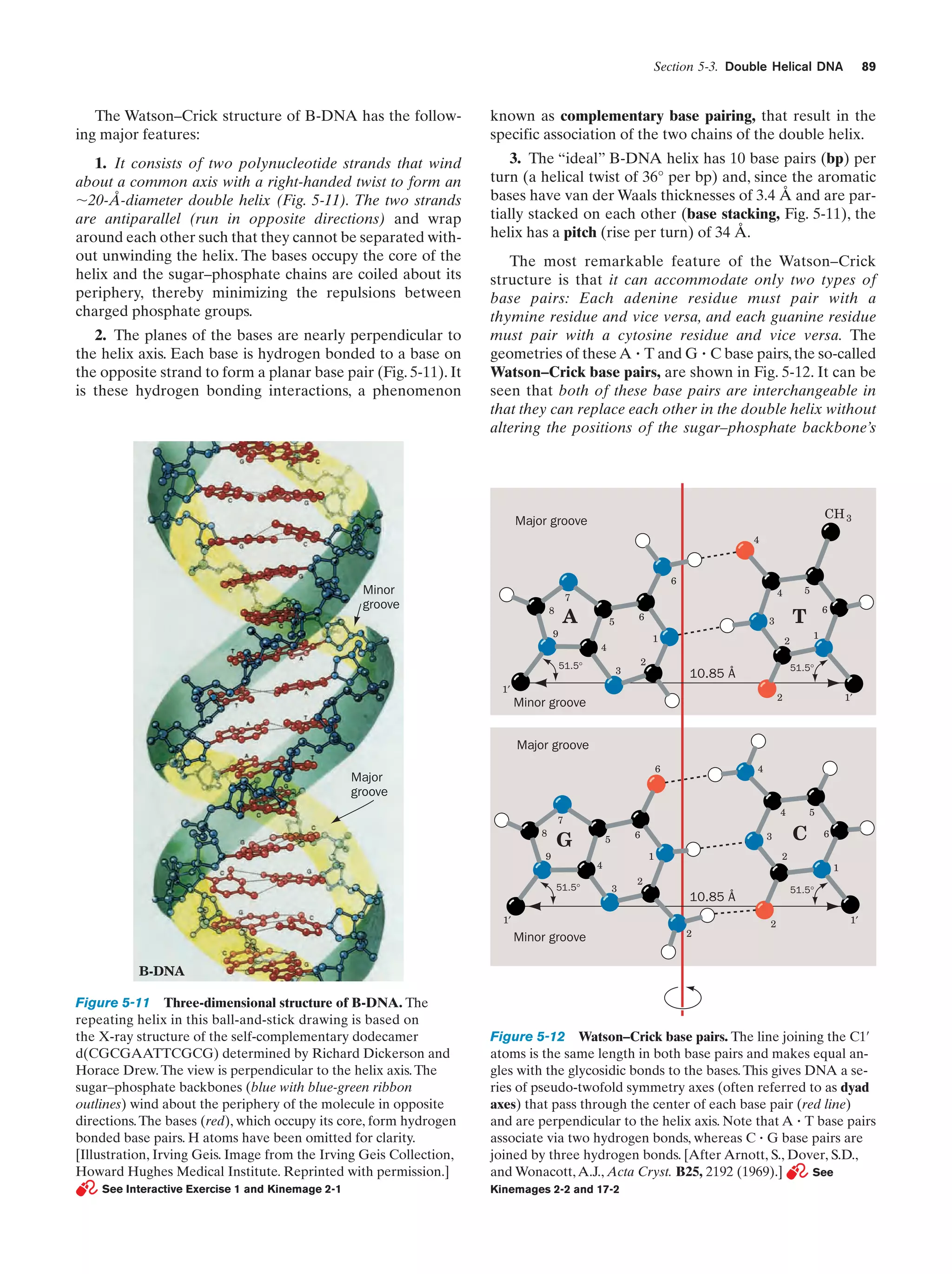 Section 5-3. Double Helical DNA

89

The Watson–Crick structure of B-DNA has the following major features:

known as complementary base pairing, that result in the
specific association of the two chains of the double helix.

1. It consists of two polynucleotide strands that wind
about a common axis with a right-handed twist to form an
ϳ20-Å-diameter double helix (Fig. 5-11). The two strands
are antiparallel (run in opposite directions) and wrap
around each other such that they cannot be separated without unwinding the helix. The bases occupy the core of the
helix and the sugar–phosphate chains are coiled about its
periphery, thereby minimizing the repulsions between
charged phosphate groups.

3. The “ideal” B-DNA helix has 10 base pairs (bp) per
turn (a helical twist of 36° per bp) and, since the aromatic
bases have van der Waals thicknesses of 3.4 Å and are partially stacked on each other (base stacking, Fig. 5-11), the
helix has a pitch (rise per turn) of 34 Å.

2. The planes of the bases are nearly perpendicular to
the helix axis. Each base is hydrogen bonded to a base on
the opposite strand to form a planar base pair (Fig. 5-11). It
is these hydrogen bonding interactions, a phenomenon

The most remarkable feature of the Watson–Crick
structure is that it can accommodate only two types of
base pairs: Each adenine residue must pair with a
thymine residue and vice versa, and each guanine residue
must pair with a cytosine residue and vice versa. The
geometries of these A ؒ T and G ؒ C base pairs, the so-called
Watson–Crick base pairs, are shown in Fig. 5-12. It can be
seen that both of these base pairs are interchangeable in
that they can replace each other in the double helix without
altering the positions of the sugar–phosphate backbone’s

CH 3

Major groove
4

6

Minor
groove

8

A

6

5

9
51.5°

2

3

6

T

3
1

4

5

4

7

1

2

51.5°

10.85 Å

1′

1′

2

Minor groove
Major groove
6

Major
groove

4

4

7
8

G

9

6

5
4

51.5°

3

2

2

2

6
1

51.5°

10.85 Å

1′

Minor groove

C

3
1

5

2

1′

B-DNA

Figure 5-11 Three-dimensional structure of B-DNA. The
repeating helix in this ball-and-stick drawing is based on
the X-ray structure of the self-complementary dodecamer
d(CGCGAATTCGCG) determined by Richard Dickerson and
Horace Drew. The view is perpendicular to the helix axis. The
sugar–phosphate backbones (blue with blue-green ribbon
outlines) wind about the periphery of the molecule in opposite
directions. The bases (red), which occupy its core, form hydrogen
bonded base pairs. H atoms have been omitted for clarity.
[Illustration, Irving Geis. Image from the Irving Geis Collection,
Howard Hughes Medical Institute. Reprinted with permission.]
See Interactive Exercise 1 and Kinemage 2-1

Figure 5-12 Watson–Crick base pairs. The line joining the C1¿
atoms is the same length in both base pairs and makes equal angles with the glycosidic bonds to the bases. This gives DNA a series of pseudo-twofold symmetry axes (often referred to as dyad
axes) that pass through the center of each base pair (red line)
and are perpendicular to the helix axis. Note that A ؒ T base pairs
associate via two hydrogen bonds, whereas C ؒ G base pairs are
joined by three hydrogen bonds. [After Arnott, S., Dover, S.D.,
and Wonacott, A.J., Acta Cryst. B25, 2192 (1969).]
See
Kinemages 2-2 and 17-2

 