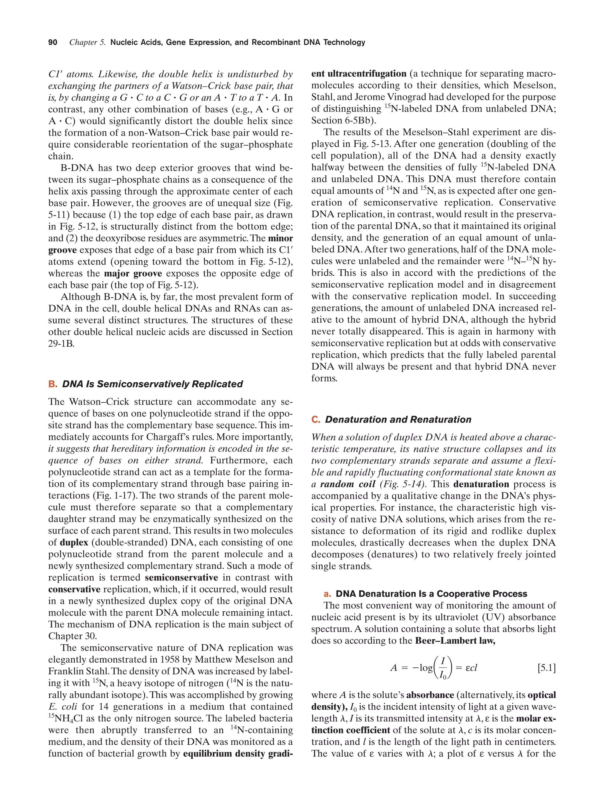 90

Chapter 5. Nucleic Acids, Gene Expression, and Recombinant DNA Technology

C1¿ atoms. Likewise, the double helix is undisturbed by
exchanging the partners of a Watson–Crick base pair, that
is, by changing a G ؒ C to a C ؒ G or an A ؒ T to a T ؒ A. In
contrast, any other combination of bases (e.g., A ؒ G or
A ؒ C) would significantly distort the double helix since
the formation of a non-Watson–Crick base pair would require considerable reorientation of the sugar–phosphate
chain.
B-DNA has two deep exterior grooves that wind between its sugar–phosphate chains as a consequence of the
helix axis passing through the approximate center of each
base pair. However, the grooves are of unequal size (Fig.
5-11) because (1) the top edge of each base pair, as drawn
in Fig. 5-12, is structurally distinct from the bottom edge;
and (2) the deoxyribose residues are asymmetric. The minor
groove exposes that edge of a base pair from which its C1¿
atoms extend (opening toward the bottom in Fig. 5-12),
whereas the major groove exposes the opposite edge of
each base pair (the top of Fig. 5-12).
Although B-DNA is, by far, the most prevalent form of
DNA in the cell, double helical DNAs and RNAs can assume several distinct structures. The structures of these
other double helical nucleic acids are discussed in Section
29-1B.

B. DNA Is Semiconservatively Replicated
The Watson–Crick structure can accommodate any sequence of bases on one polynucleotide strand if the opposite strand has the complementary base sequence. This immediately accounts for Chargaff’s rules. More importantly,
it suggests that hereditary information is encoded in the sequence of bases on either strand. Furthermore, each
polynucleotide strand can act as a template for the formation of its complementary strand through base pairing interactions (Fig. 1-17). The two strands of the parent molecule must therefore separate so that a complementary
daughter strand may be enzymatically synthesized on the
surface of each parent strand. This results in two molecules
of duplex (double-stranded) DNA, each consisting of one
polynucleotide strand from the parent molecule and a
newly synthesized complementary strand. Such a mode of
replication is termed semiconservative in contrast with
conservative replication, which, if it occurred, would result
in a newly synthesized duplex copy of the original DNA
molecule with the parent DNA molecule remaining intact.
The mechanism of DNA replication is the main subject of
Chapter 30.
The semiconservative nature of DNA replication was
elegantly demonstrated in 1958 by Matthew Meselson and
Franklin Stahl. The density of DNA was increased by labeling it with 15N, a heavy isotope of nitrogen (14N is the naturally abundant isotope). This was accomplished by growing
E. coli for 14 generations in a medium that contained
15
NH4Cl as the only nitrogen source. The labeled bacteria
were then abruptly transferred to an 14N-containing
medium, and the density of their DNA was monitored as a
function of bacterial growth by equilibrium density gradi-

ent ultracentrifugation (a technique for separating macromolecules according to their densities, which Meselson,
Stahl, and Jerome Vinograd had developed for the purpose
of distinguishing 15N-labeled DNA from unlabeled DNA;
Section 6-5Bb).
The results of the Meselson–Stahl experiment are displayed in Fig. 5-13. After one generation (doubling of the
cell population), all of the DNA had a density exactly
halfway between the densities of fully 15N-labeled DNA
and unlabeled DNA. This DNA must therefore contain
equal amounts of 14N and 15N, as is expected after one generation of semiconservative replication. Conservative
DNA replication, in contrast, would result in the preservation of the parental DNA, so that it maintained its original
density, and the generation of an equal amount of unlabeled DNA. After two generations, half of the DNA molecules were unlabeled and the remainder were 14N–15N hybrids. This is also in accord with the predictions of the
semiconservative replication model and in disagreement
with the conservative replication model. In succeeding
generations, the amount of unlabeled DNA increased relative to the amount of hybrid DNA, although the hybrid
never totally disappeared. This is again in harmony with
semiconservative replication but at odds with conservative
replication, which predicts that the fully labeled parental
DNA will always be present and that hybrid DNA never
forms.

C. Denaturation and Renaturation
When a solution of duplex DNA is heated above a characteristic temperature, its native structure collapses and its
two complementary strands separate and assume a flexible and rapidly fluctuating conformational state known as
a random coil (Fig. 5-14). This denaturation process is
accompanied by a qualitative change in the DNA’s physical properties. For instance, the characteristic high viscosity of native DNA solutions, which arises from the resistance to deformation of its rigid and rodlike duplex
molecules, drastically decreases when the duplex DNA
decomposes (denatures) to two relatively freely jointed
single strands.
a. DNA Denaturation Is a Cooperative Process

The most convenient way of monitoring the amount of
nucleic acid present is by its ultraviolet (UV) absorbance
spectrum. A solution containing a solute that absorbs light
does so according to the Beer–Lambert law,
I
A ϭ Ϫlog a b ϭ εcl
I0

[5.1]

where A is the solute’s absorbance (alternatively, its optical
density), I0 is the incident intensity of light at a given wavelength l, I is its transmitted intensity at l, ε is the molar extinction coefficient of the solute at l, c is its molar concentration, and l is the length of the light path in centimeters.
The value of ε varies with l; a plot of ε versus l for the

 